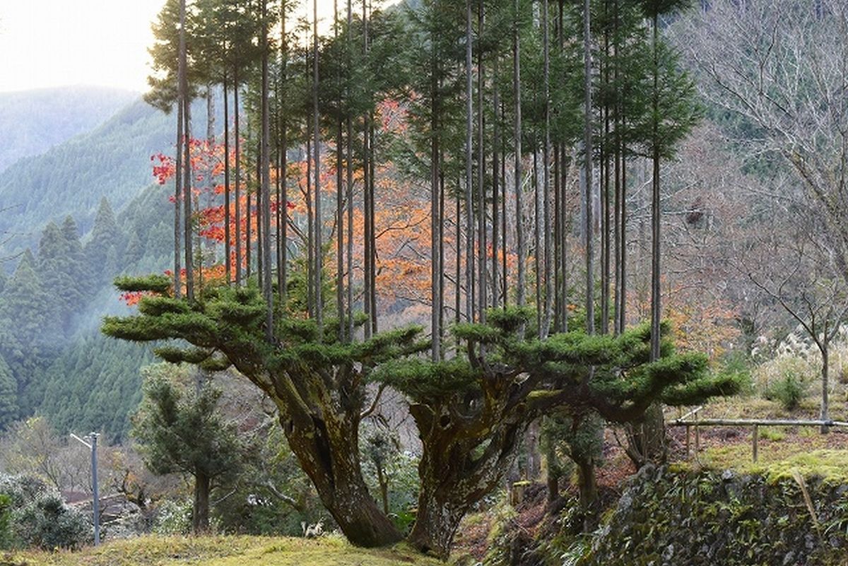 la técnica forestal daisugi, que permite producir madera sin dañar el árbol original Daisugi-tecnica-japonesa-600-anos-antiguedad-cultivar-madera-cortar-arboles-2258493