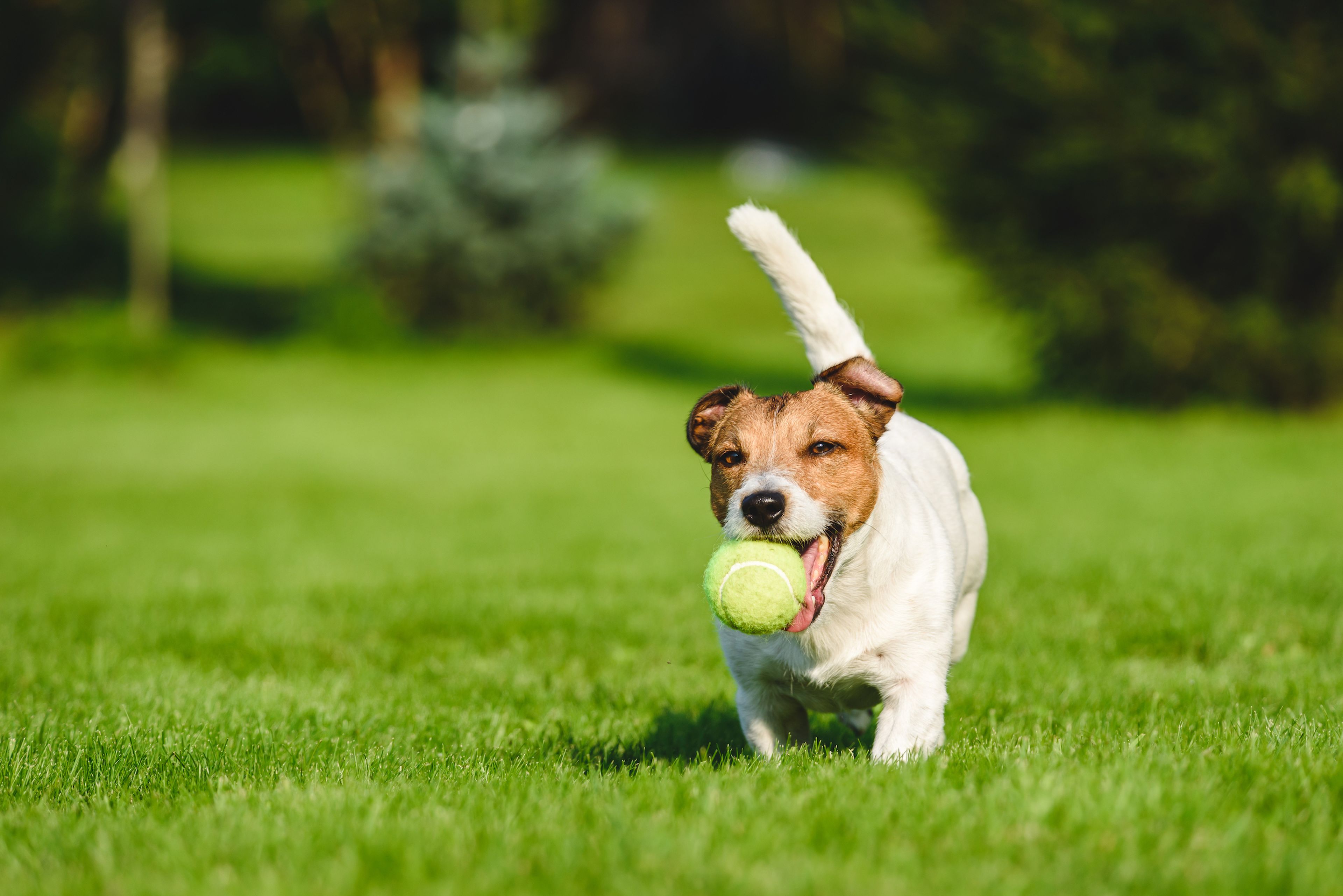 Perro con pelota de tenis
