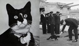 am el Insumergible, el gato que sobrevivió a tres hundimientos de buques en la Segunda Guerra Mundial