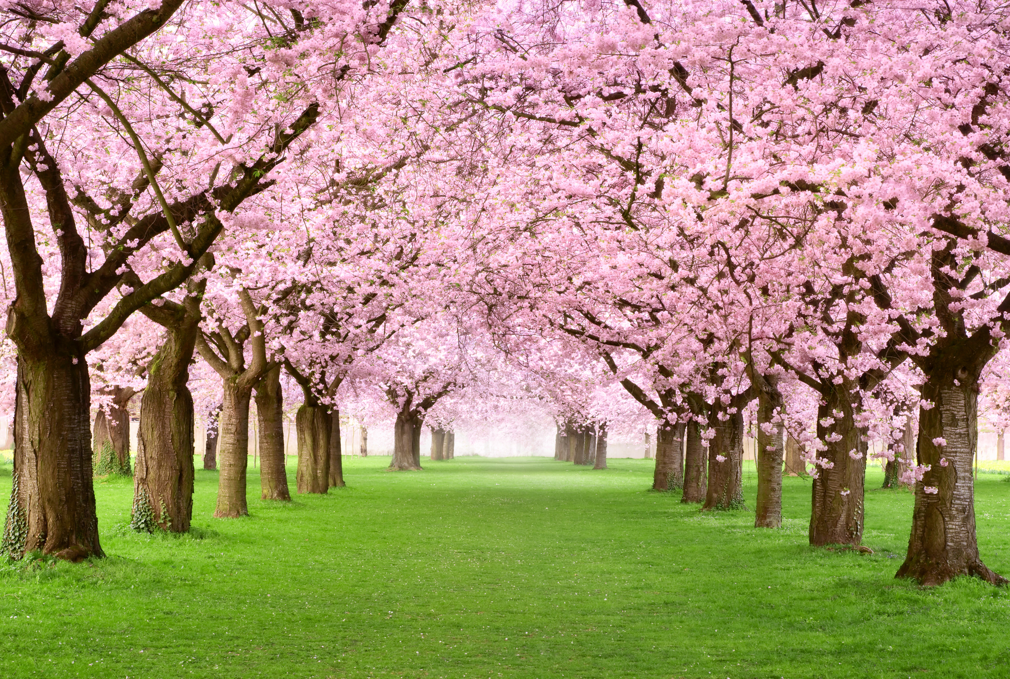 Los cerezos japoneses han florecido antes que nunca