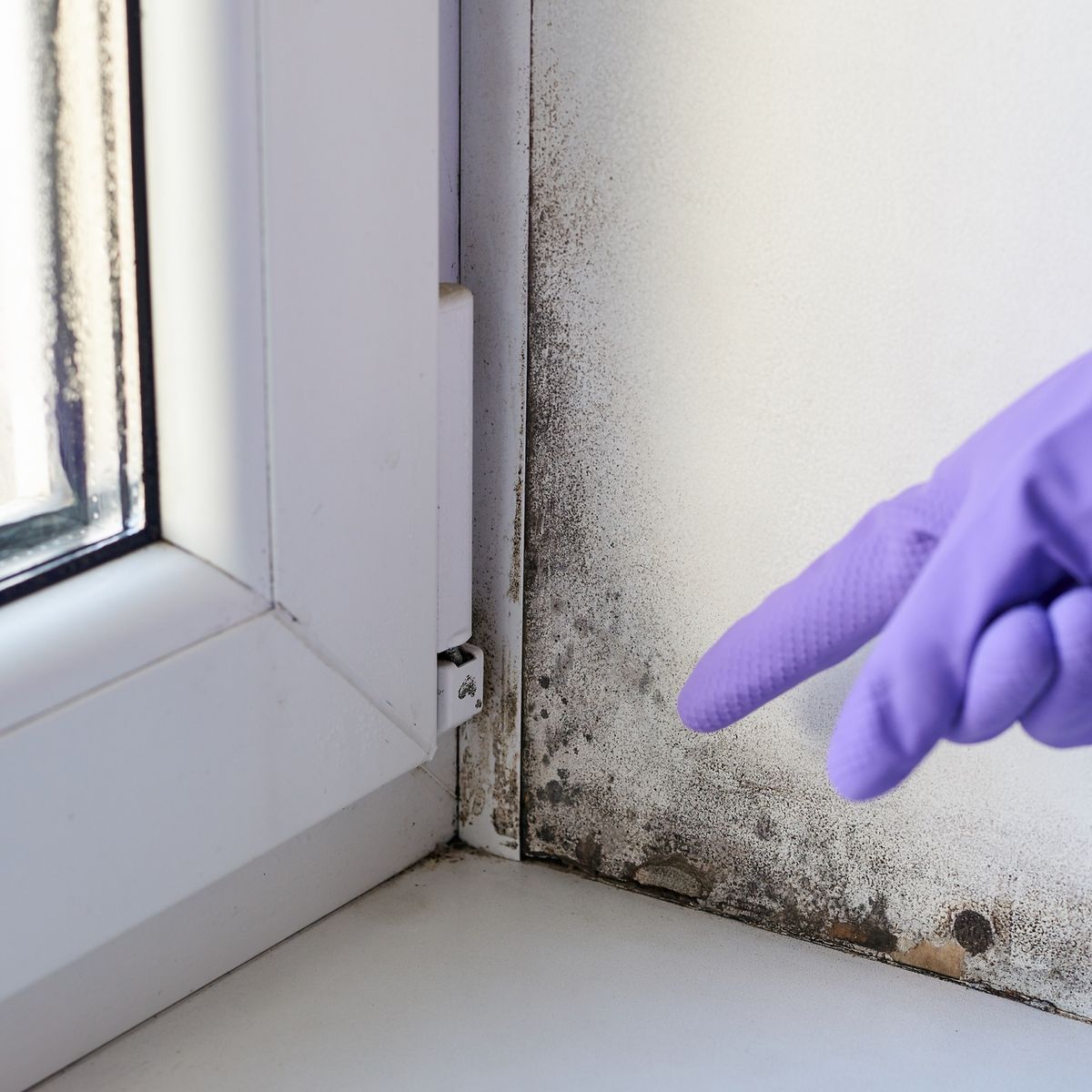 Despídete del moho: Así puedes eliminar la humedad de las paredes de tu  casa – El Financiero