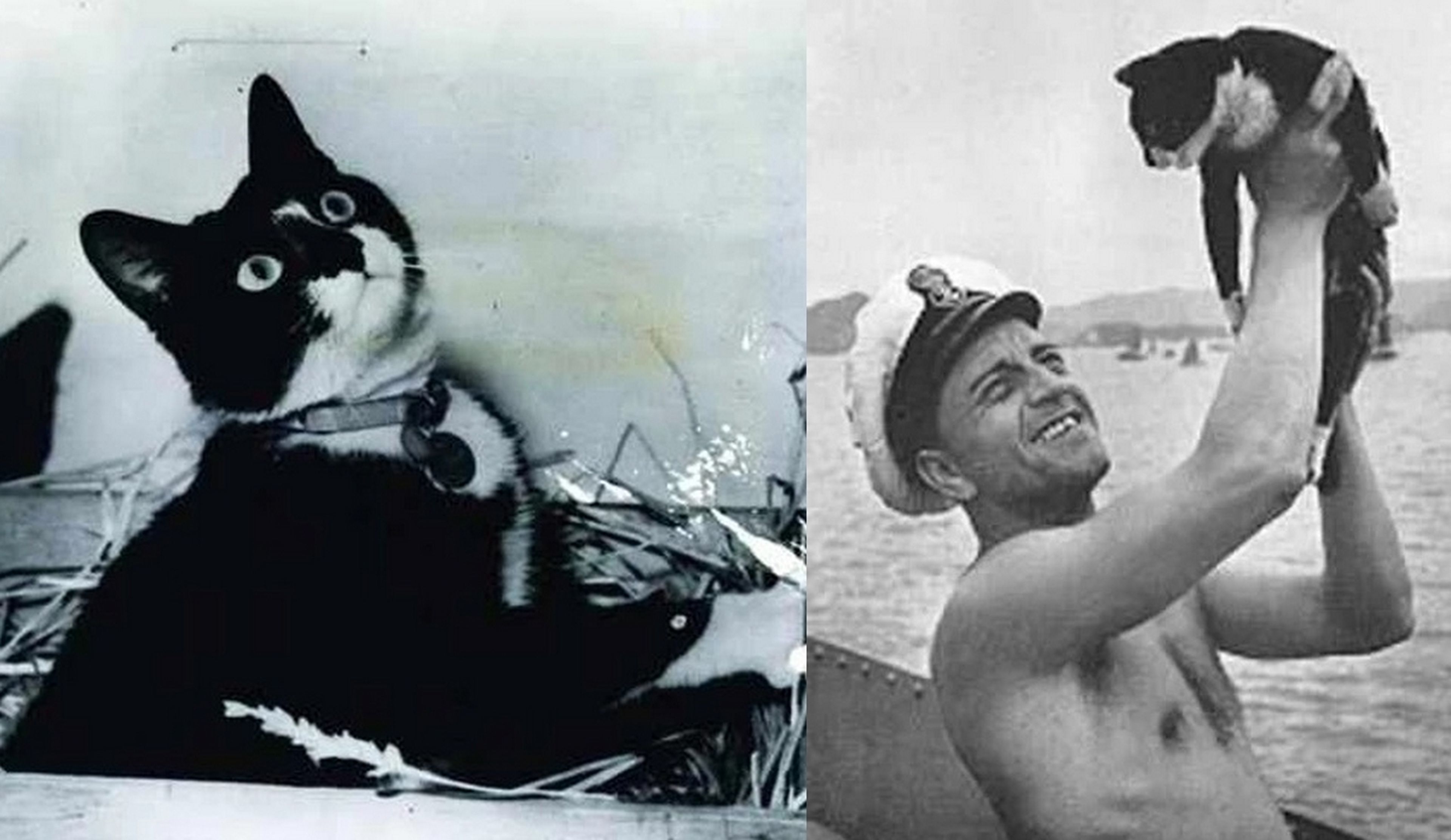 Sam el Insumergible, el gato que sobrevivió a tres hundimientos de buques en la Segunda Guerra Mundial