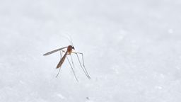 Mosquito en la nieve