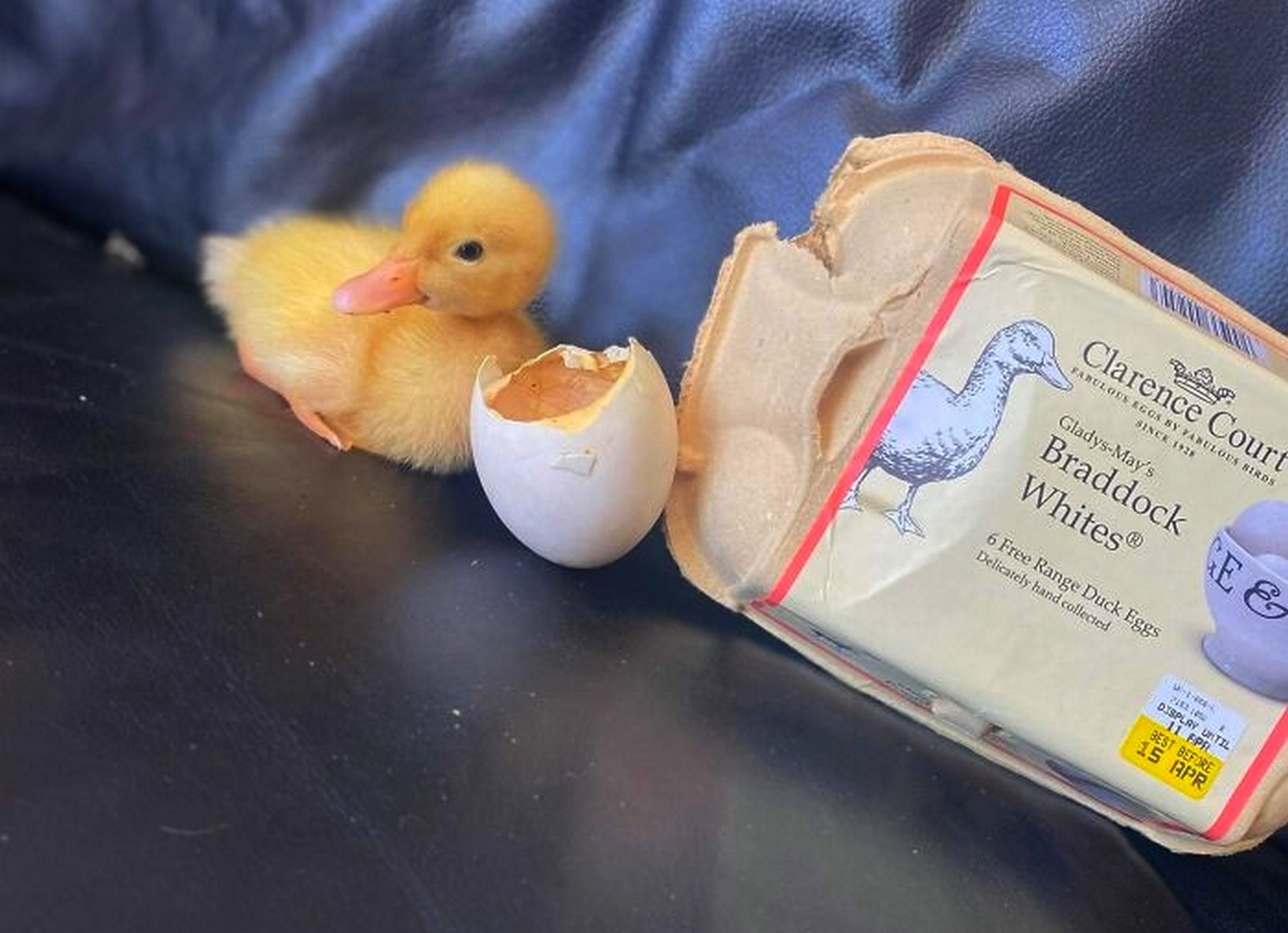 El penúltimo viral de TikTok: criar patos con los huevos del supermercado