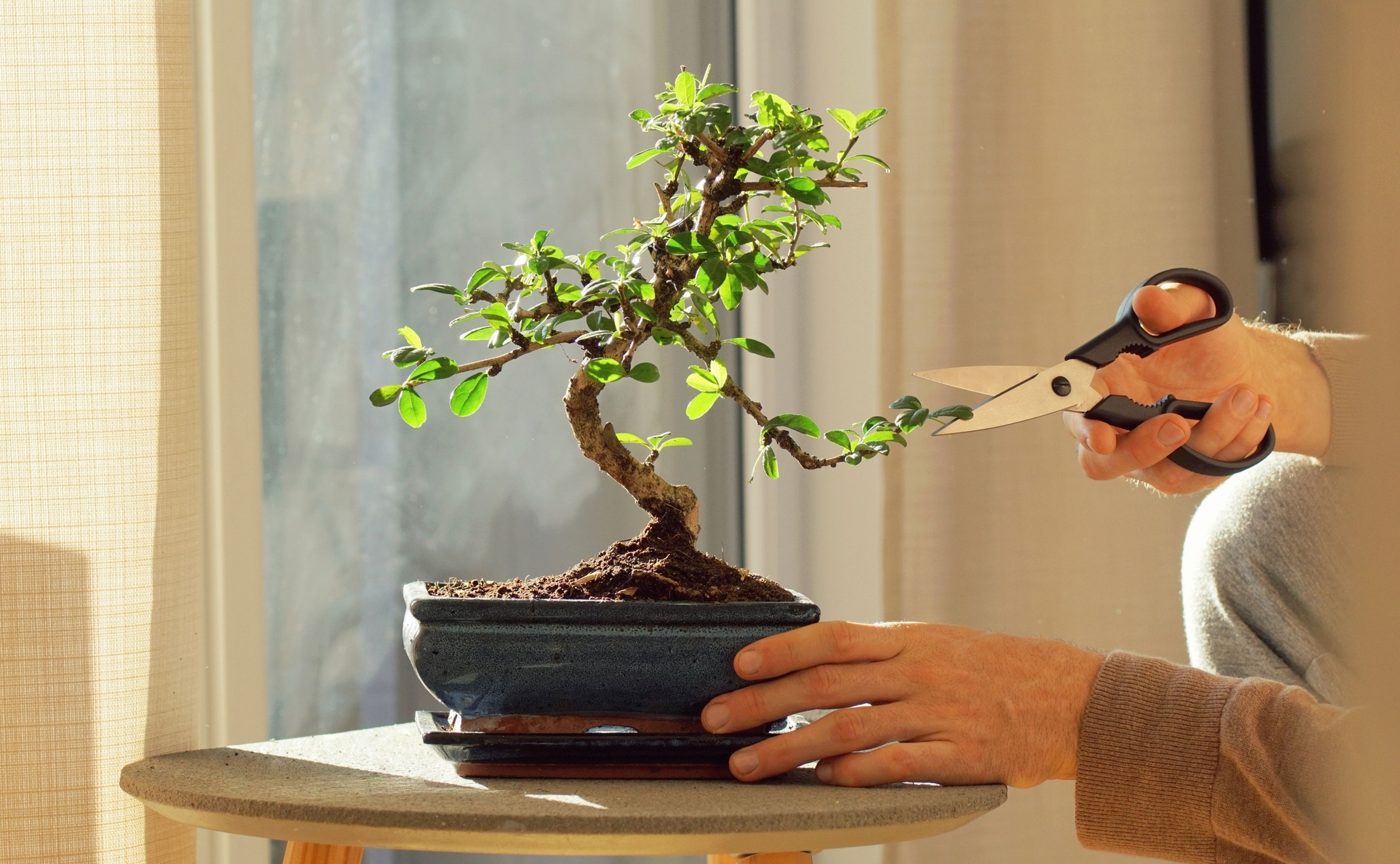 ¿Quieres mejorar tu salud mental? Cuida un bonsái