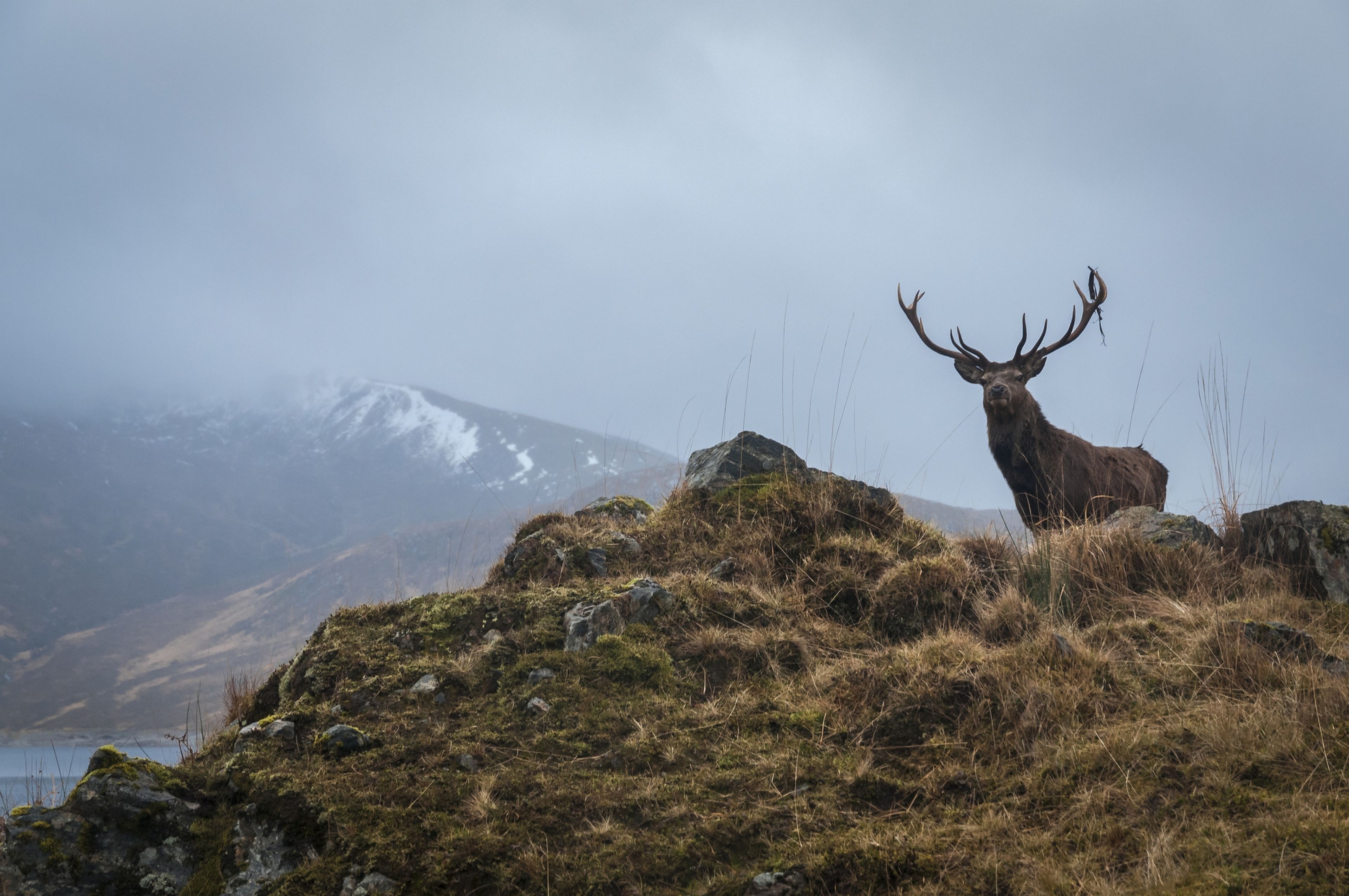 Qué es el Rewilding, la nueva forma de cuidar la Naturaleza por la que apuestan países como Escocia