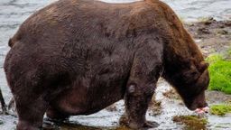 El encuentro entre los dos osos más enormes de Alaska se vuelve viral