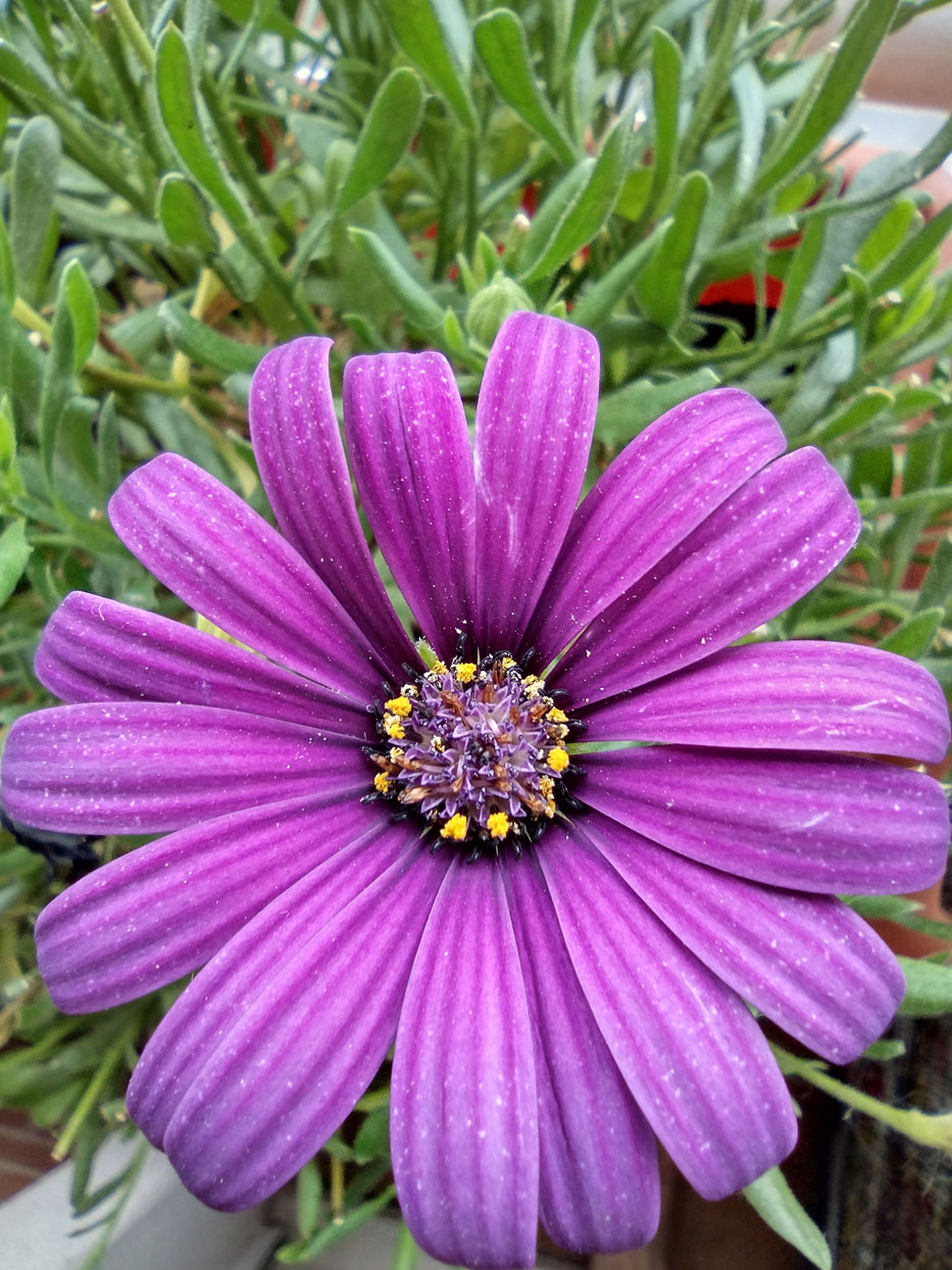 Macro Moto G50