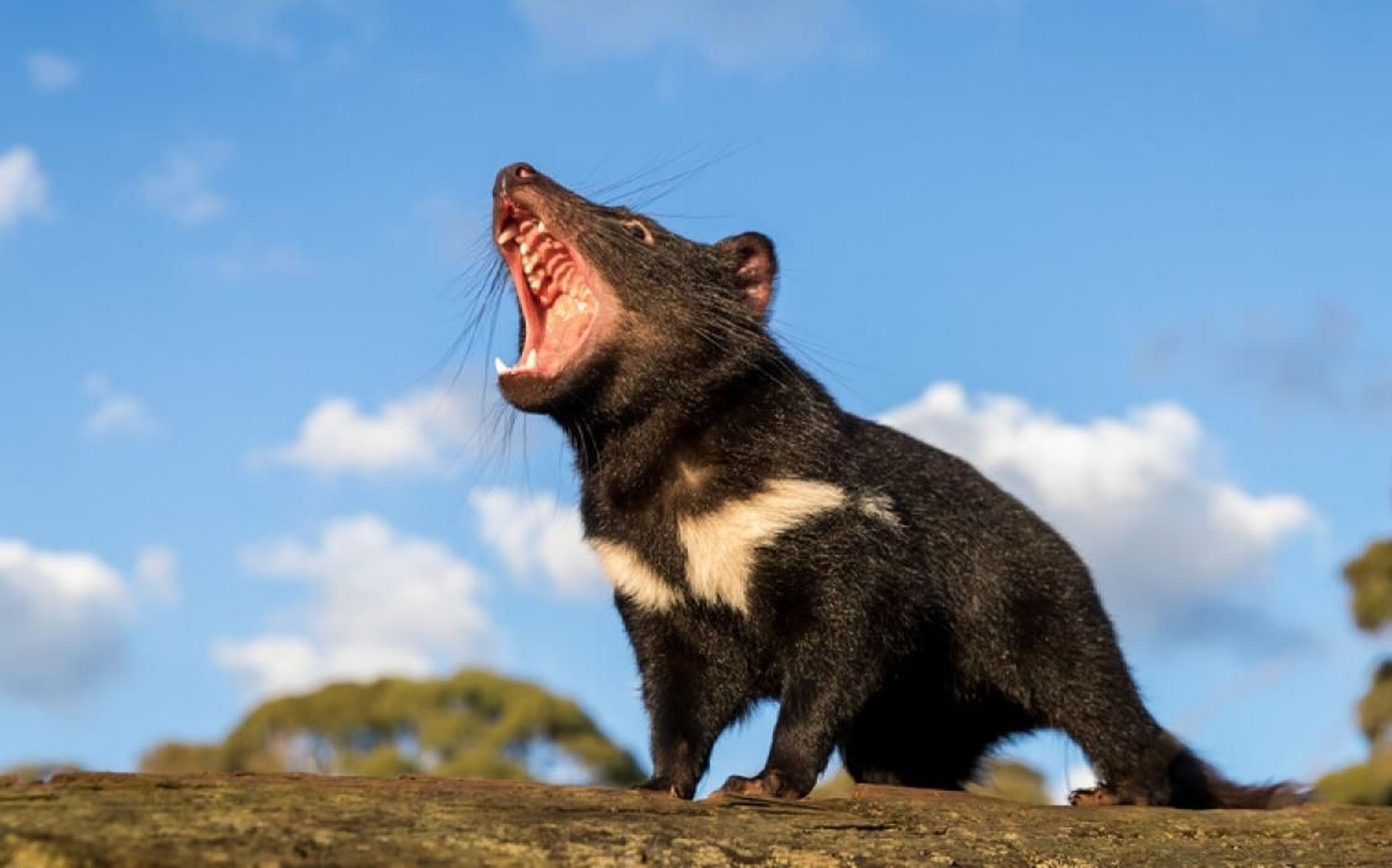 Por primera vez en 3.000 años, nace en libertad un Demonio de Tasmania en Australia