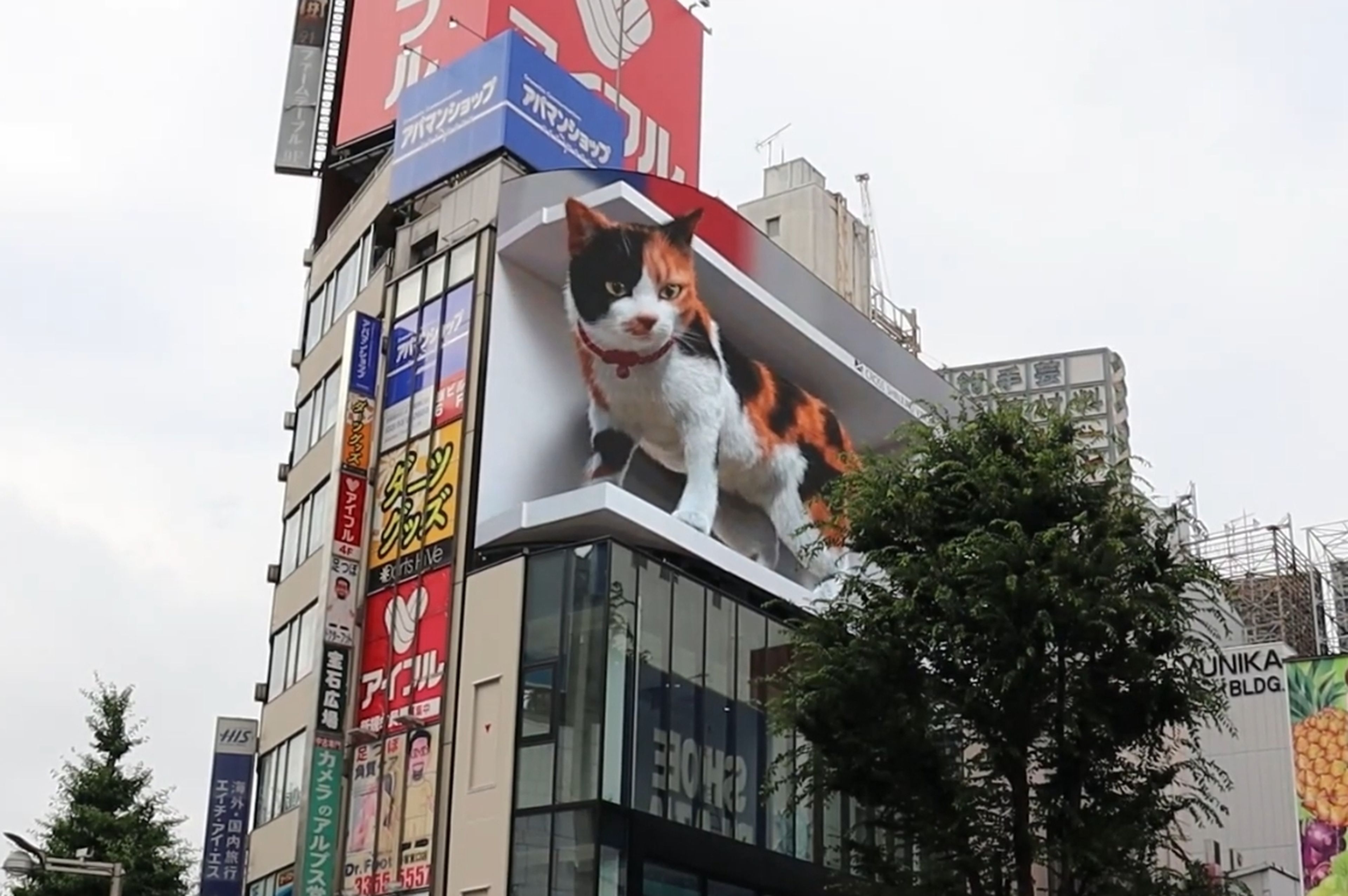 Котики в китае видео. 3d кот в Токио. Япония кошка 3d. 3d кот в Японии. 3d кот на здании в Японии.