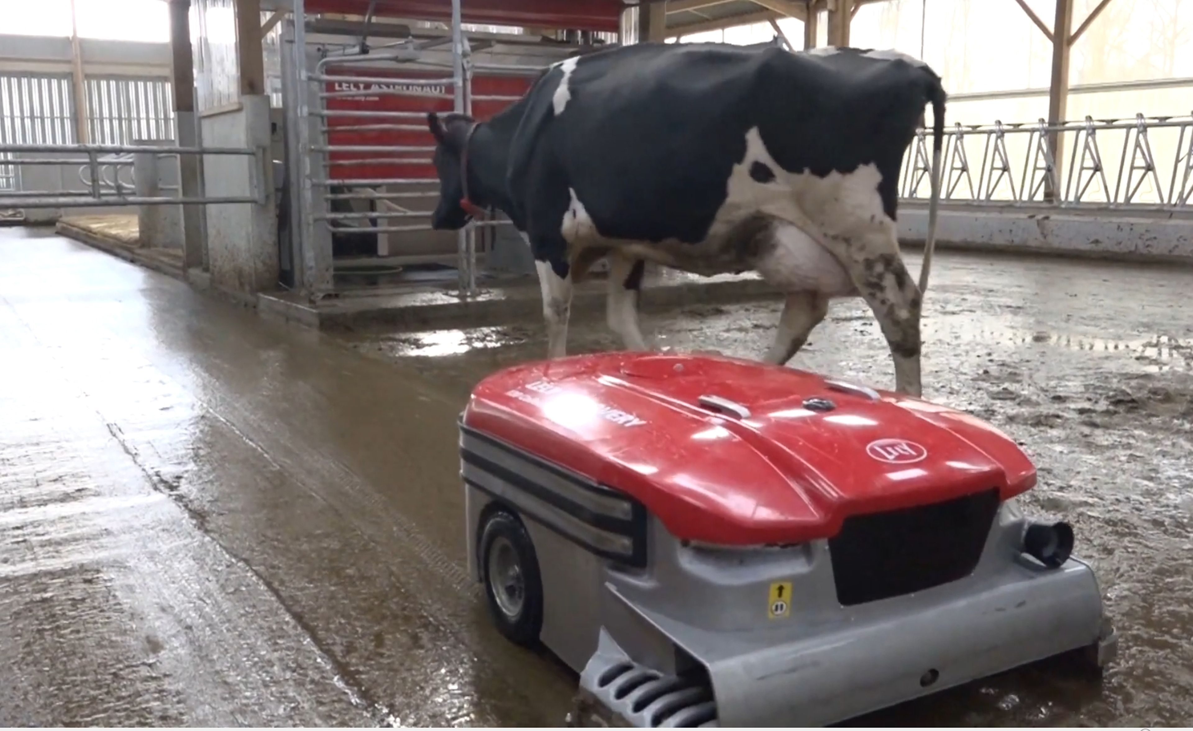 Lely Discovery Collector, el robot autónomo que limpia los establos sin molestar a las vacas