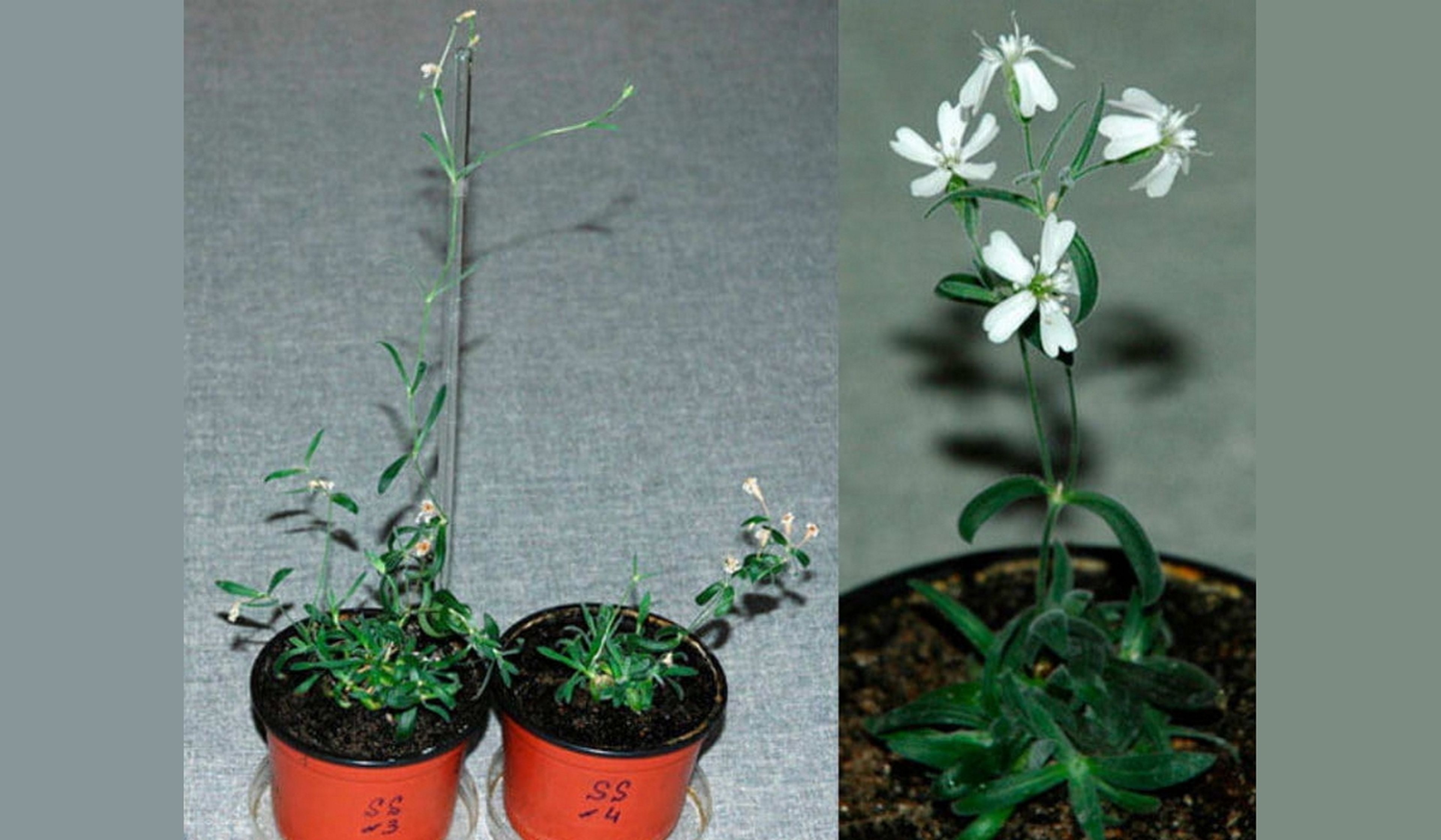 Científicos reviven una planta del Pleistoceno, a partir de unas semillas de hace 32.000 años