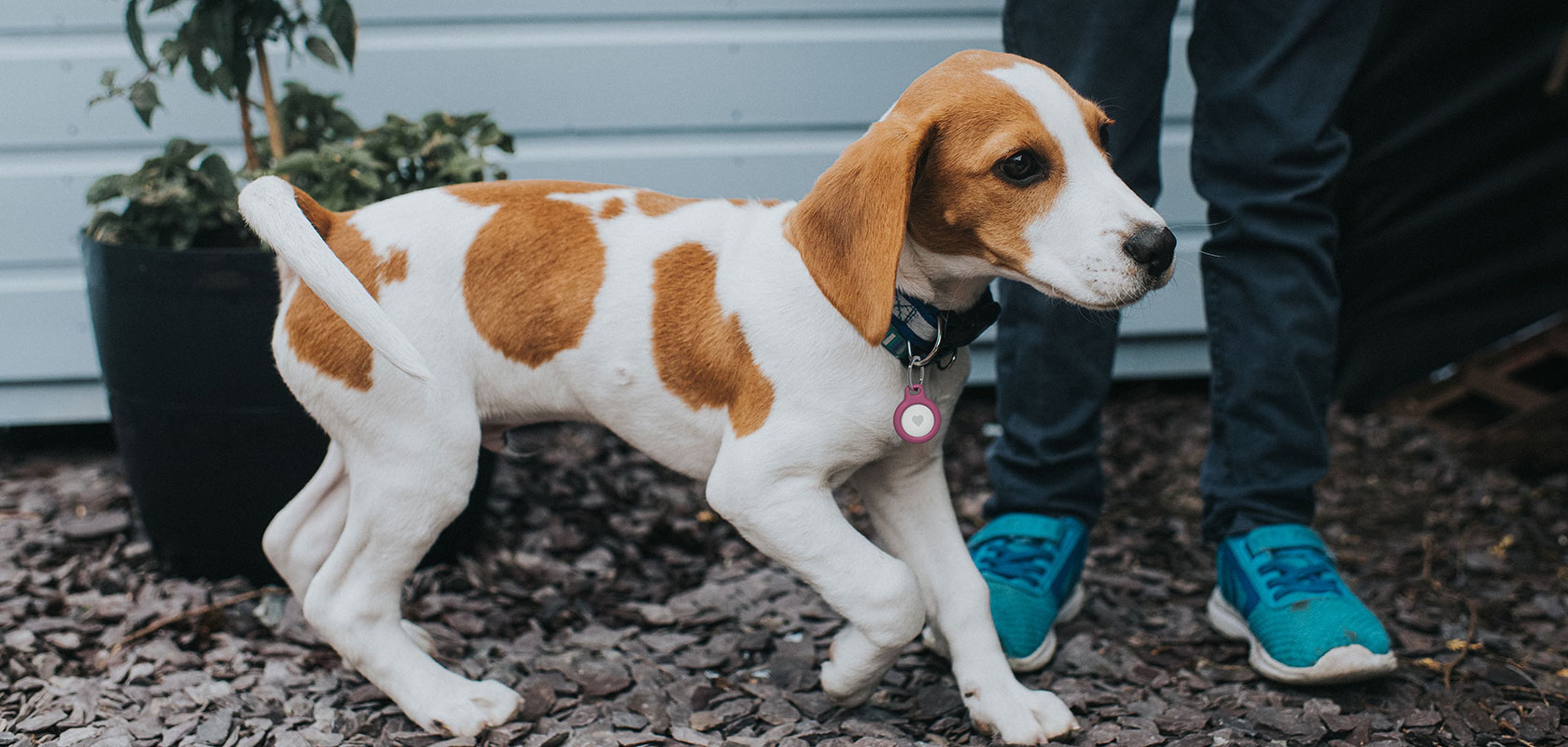 Los mejores collares de perro con GPS