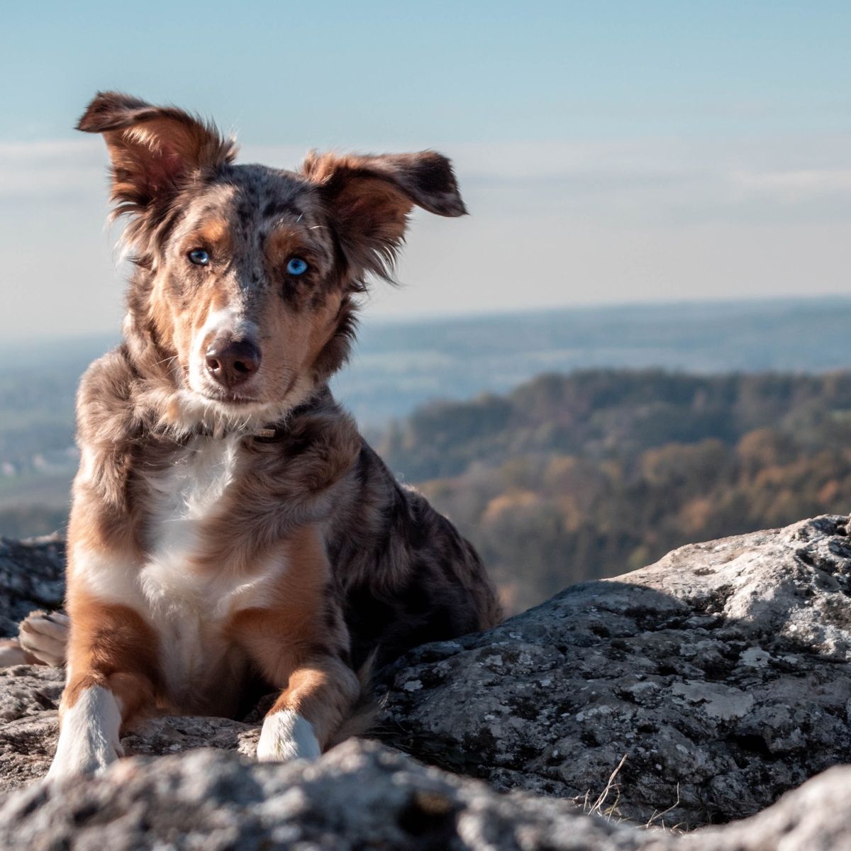 Walbest Collar de perro con rastreador GPS, impermeable en tiempo real,  localización inteligente de mascotas, collar ajustable para perros grandes