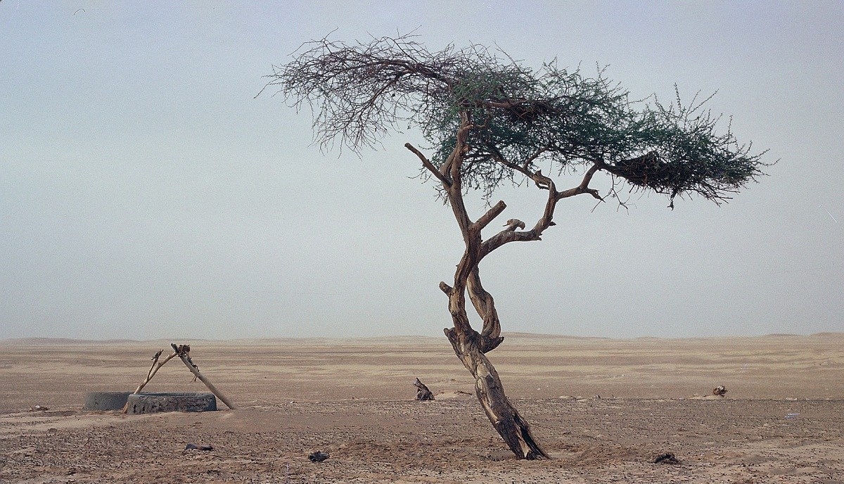 La triste historia del árbol más solitario del mundo, rodeado de desierto y  destruido por un conductor borracho | Computer Hoy