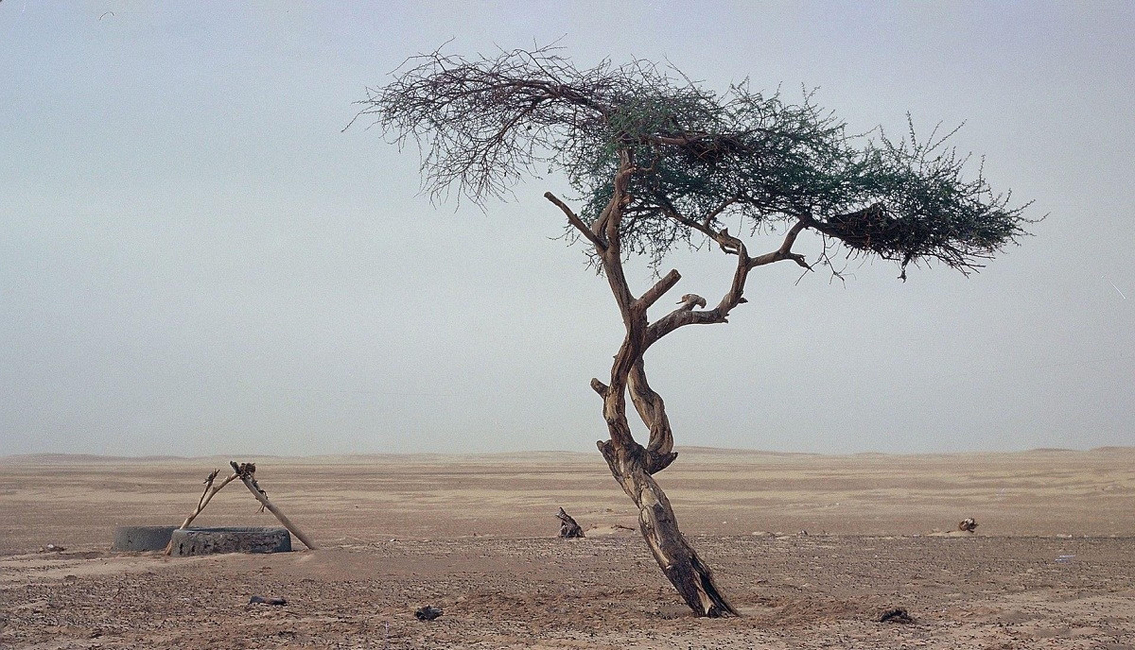 La triste historia del árbol más solitario del mundo, rodeado de desierto, y destruido por un conductor borracho