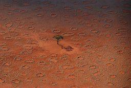 El misterio de los miles de Círculos de Hadas del Desierto de Namibia, ¿qué los provoca?