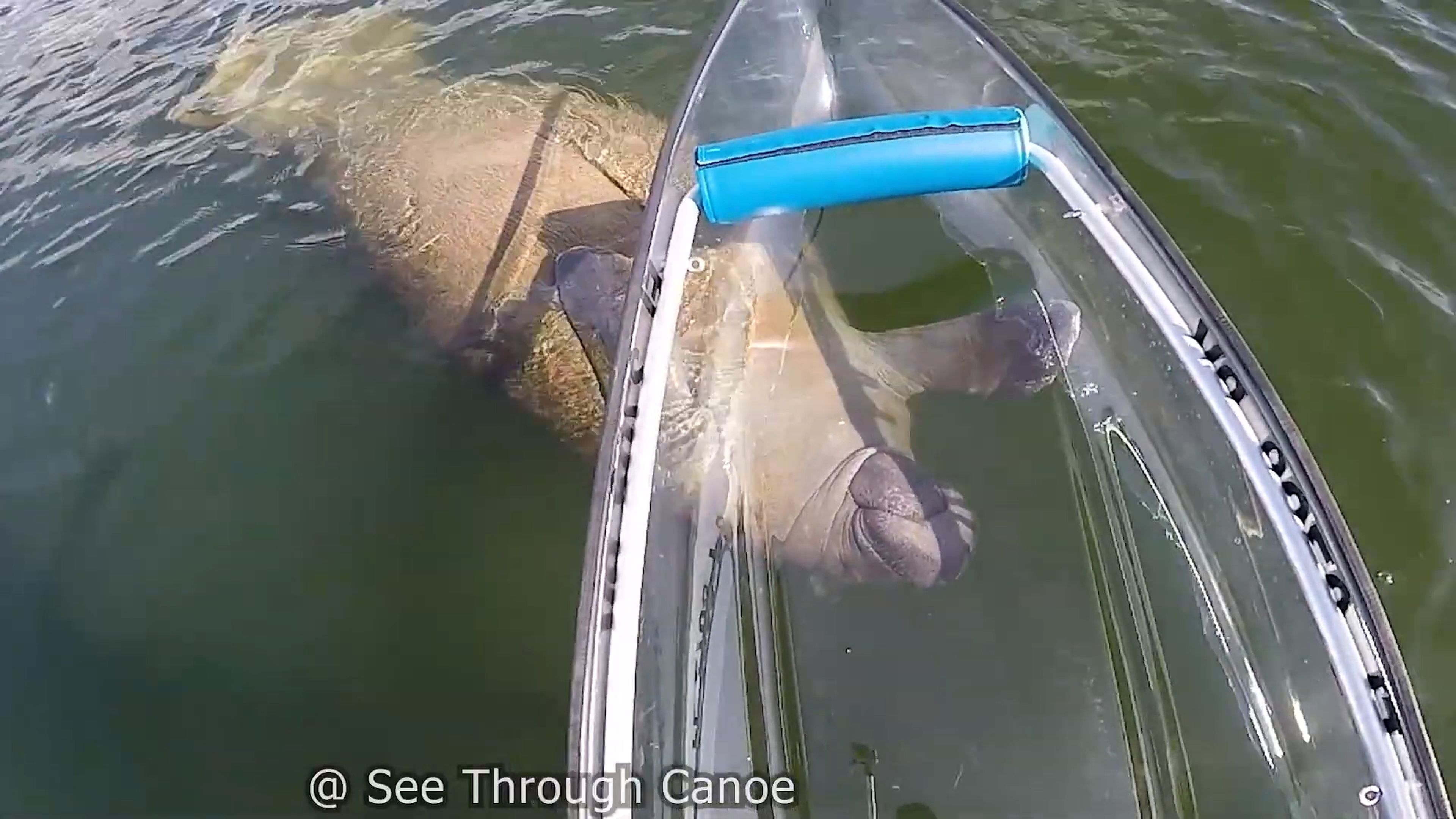 Placeres y peligros de las canoas transparentes: manatíes y ataques de tiburón