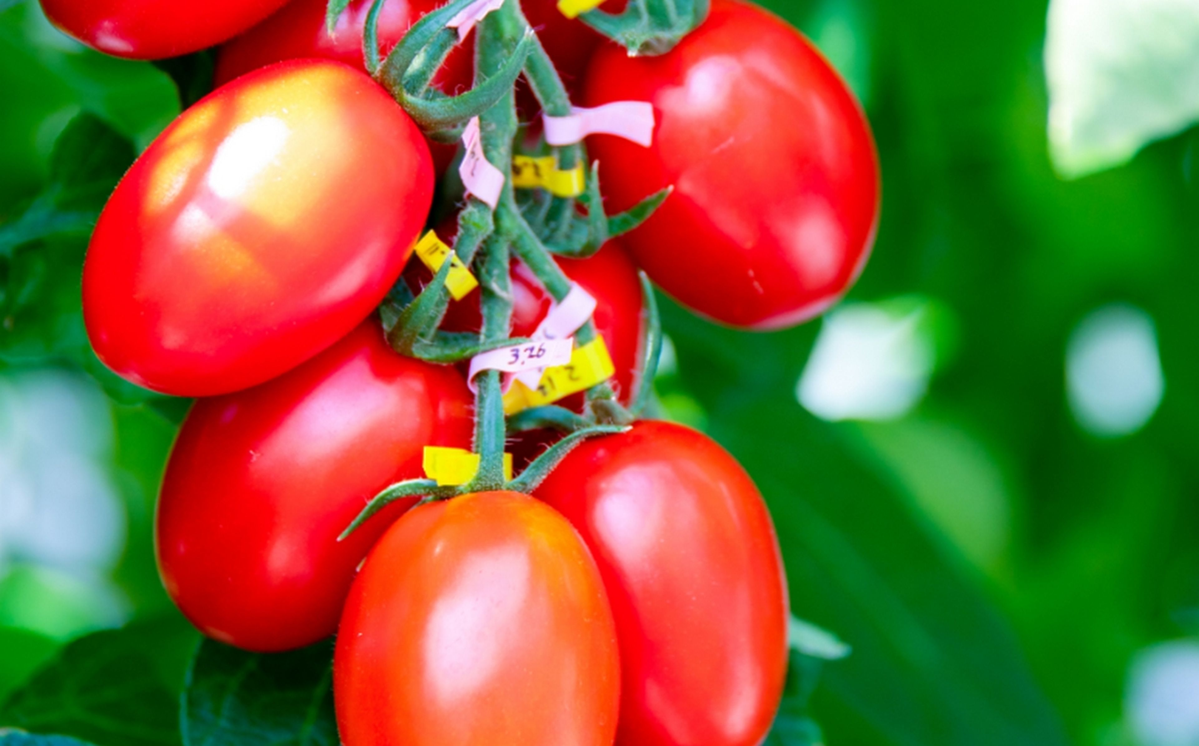 Salen a la venta en Japón los tomates que reducen el estrés y bajan la presión arterial