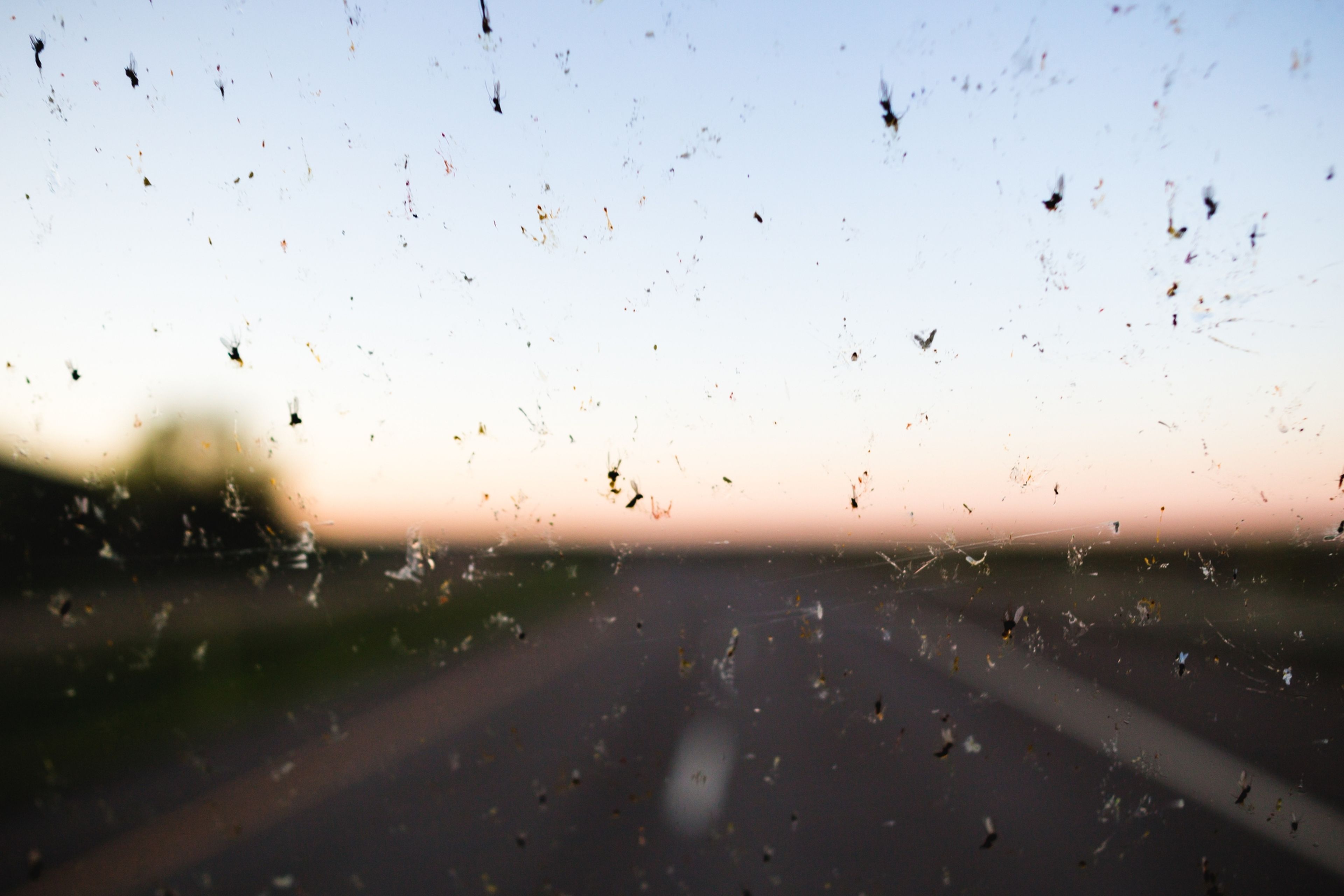 Trucos secretos para que los insectos no se peguen al parabrisas del coche