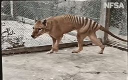 El vídeo del último Tigre de Tasmania, a todo color y en alta definición