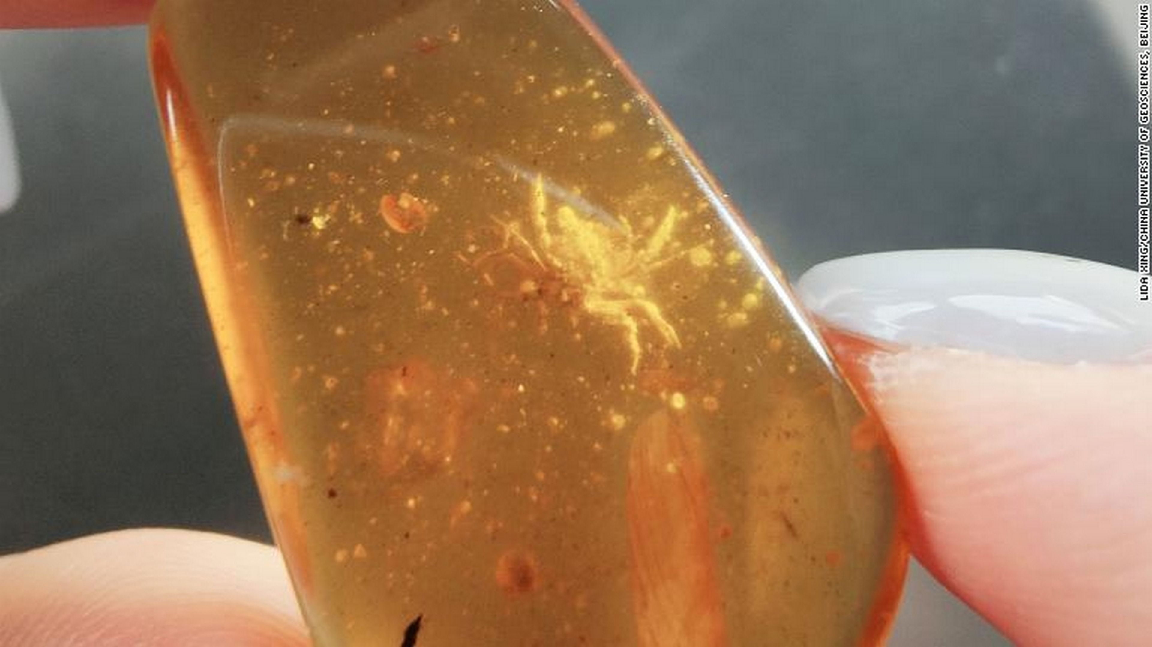 Encuentran un cangrejo de 100 millones de años perfectamente conservado en ámbar, hasta el último pelo de las patas