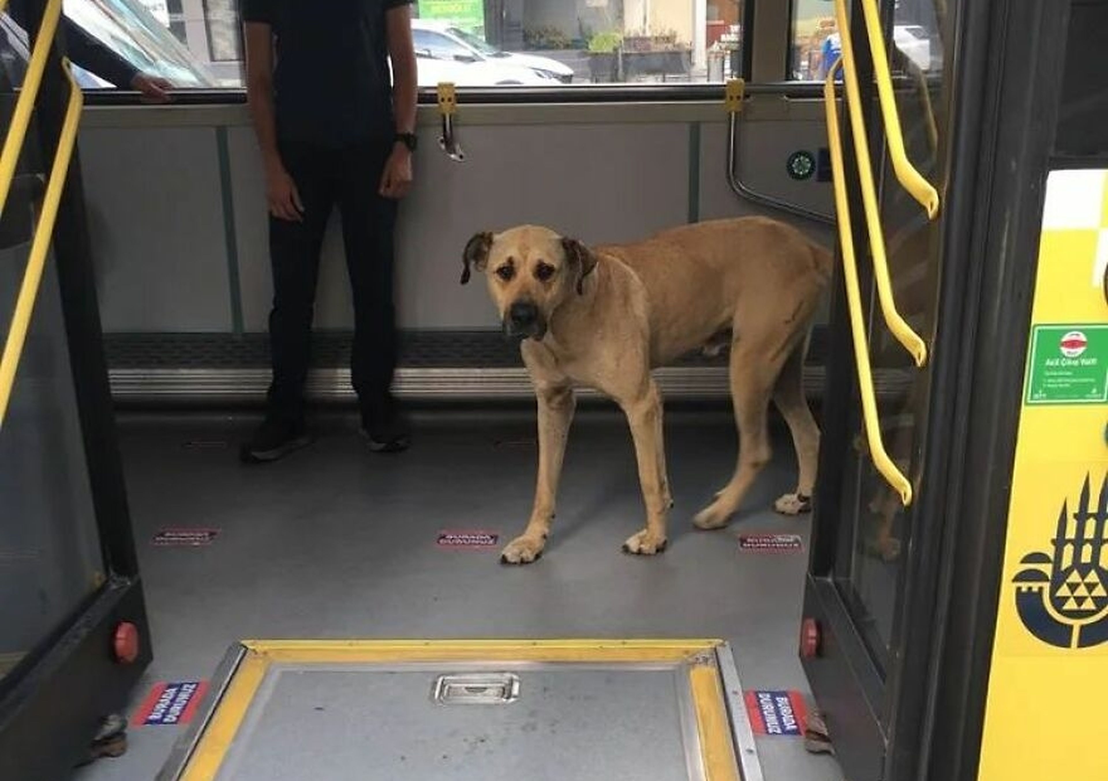 Este perro callejero se ha hecho viral porque todos los días coge el metro, el tranvía y el ferry para desplazarse 30 kilómetros