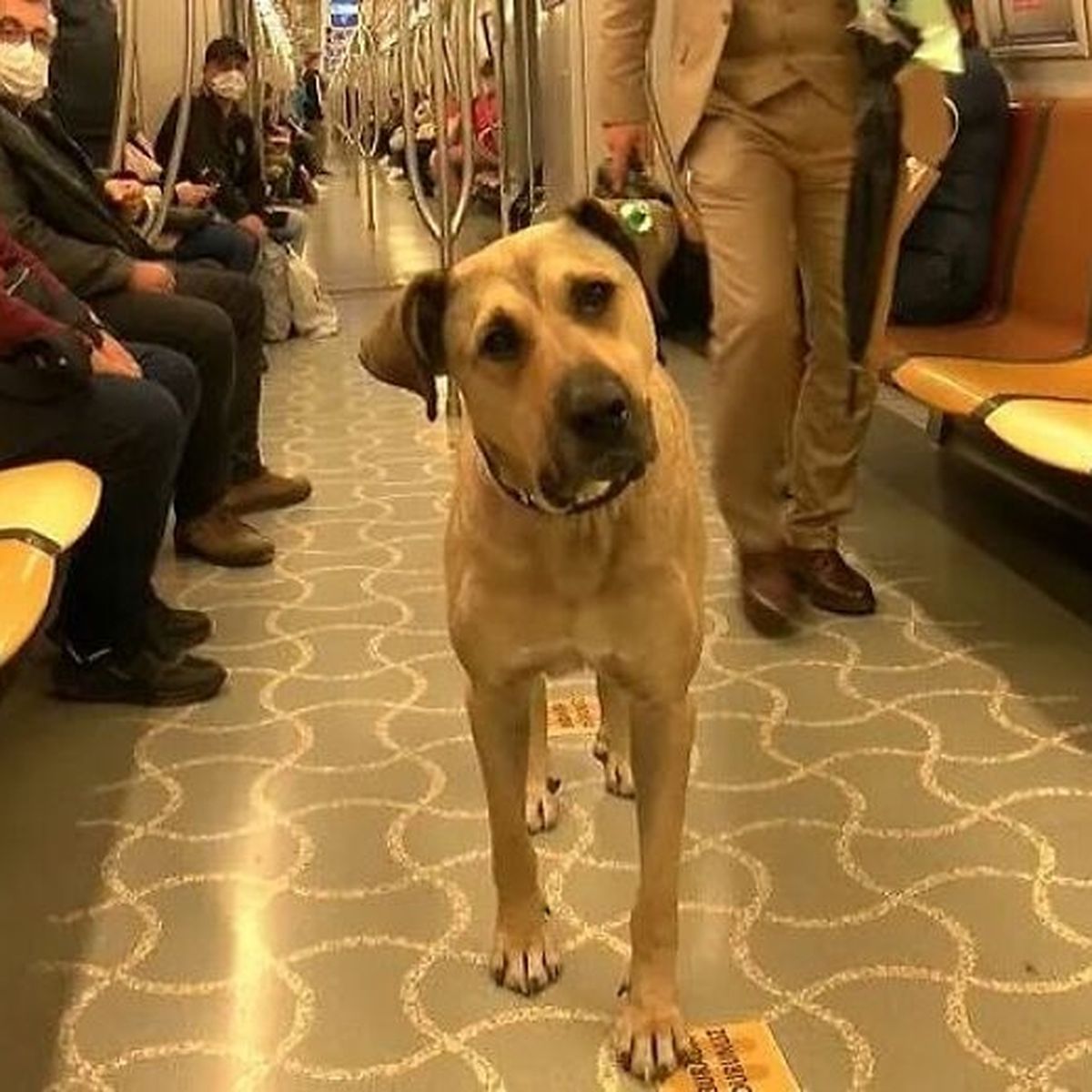 Este perro vagabundo se ha hecho viral porque todos los días coge el metro,  el tranvía y el ferry para desplazarse 29 kilómetros