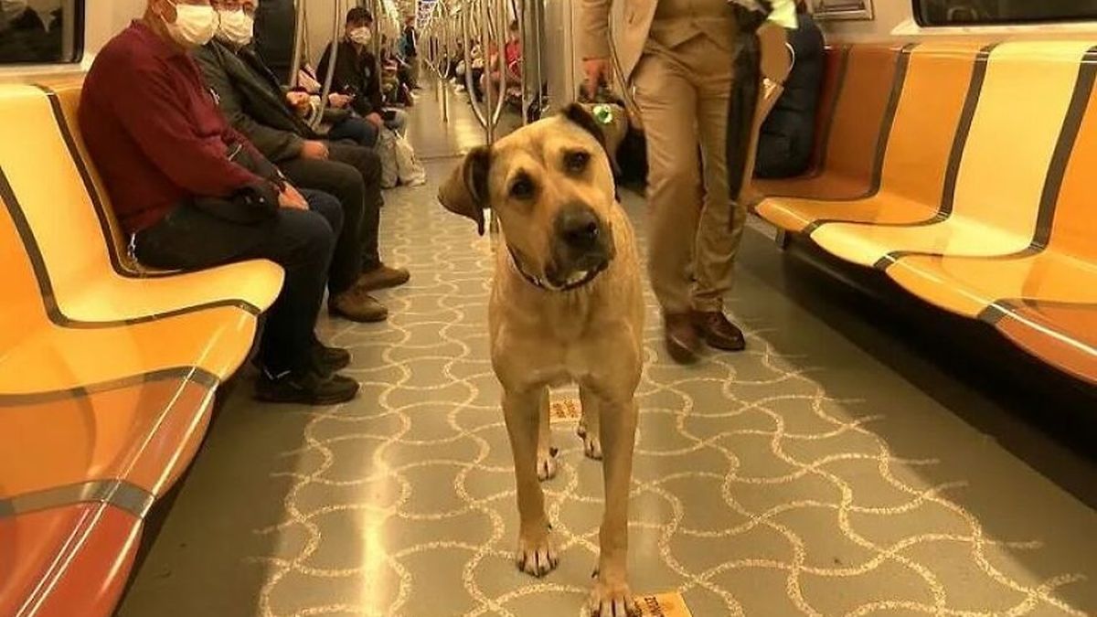 Este perro vagabundo se ha hecho viral porque todos los días coge el metro,  el tranvía y el ferry para desplazarse 29 kilómetros