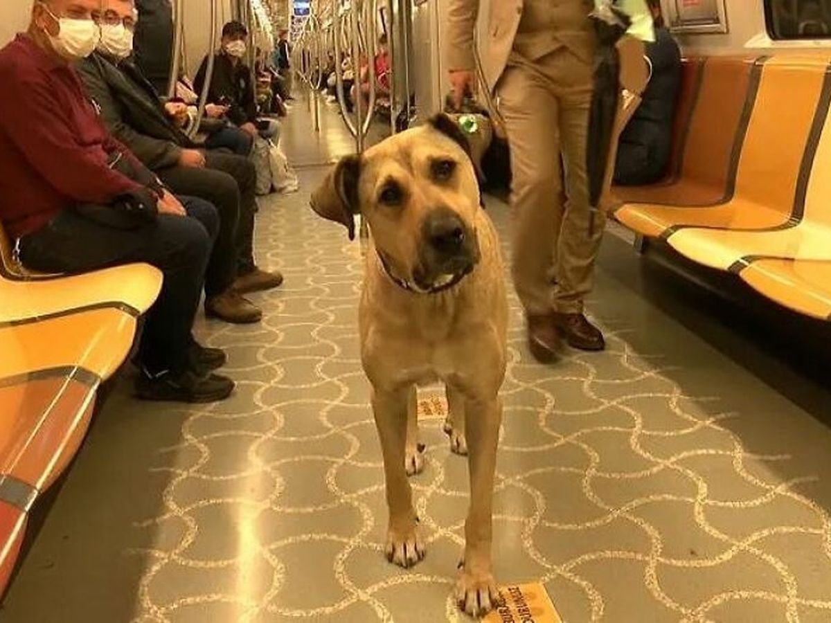 Este perro vagabundo se ha hecho viral porque todos los días coge el metro,  el tranvía y el ferry para desplazarse 29 kilómetros