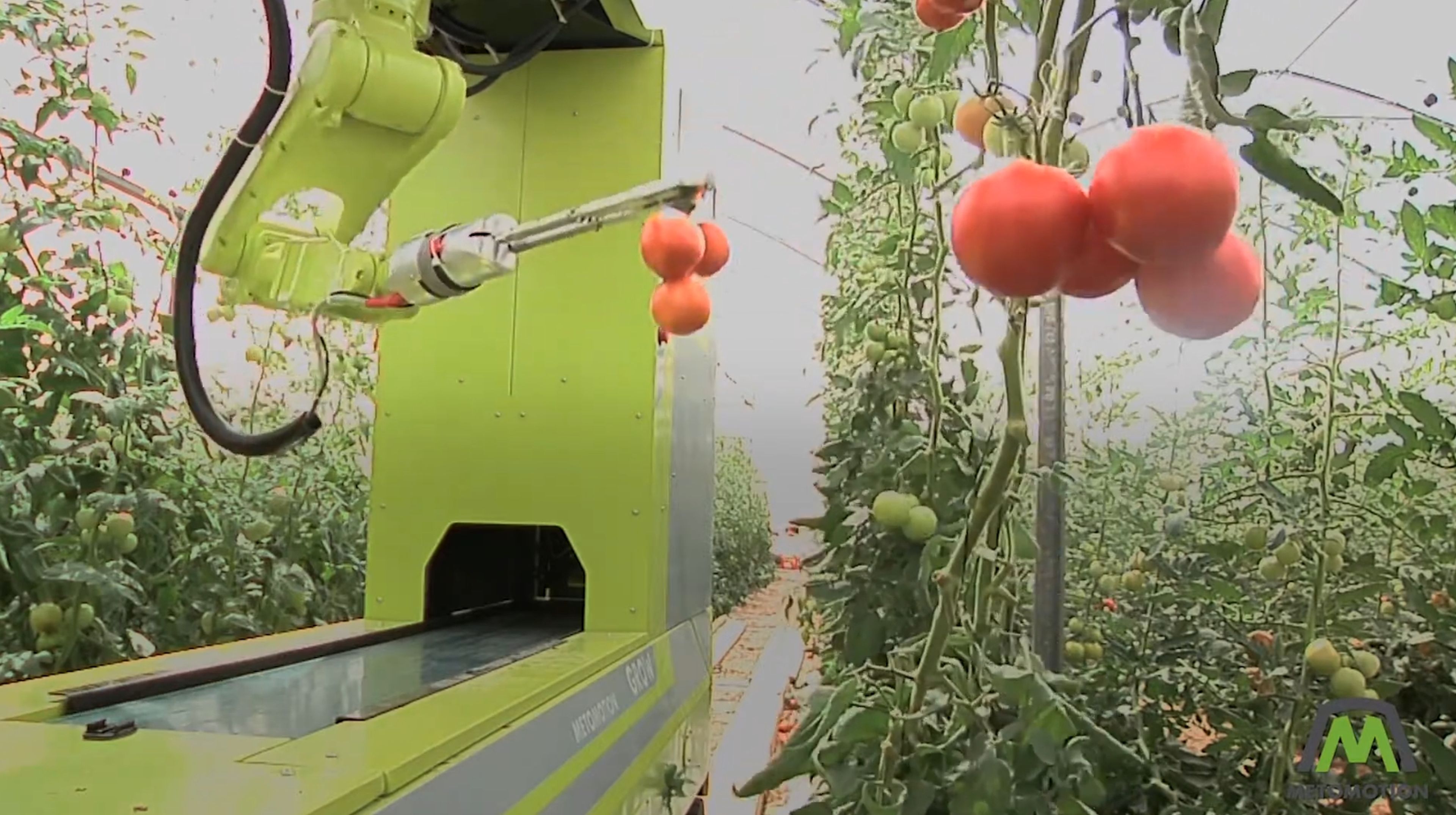 El robot autónomo con inteligencia artificial que solo cosecha y empaqueta los tomates maduros
