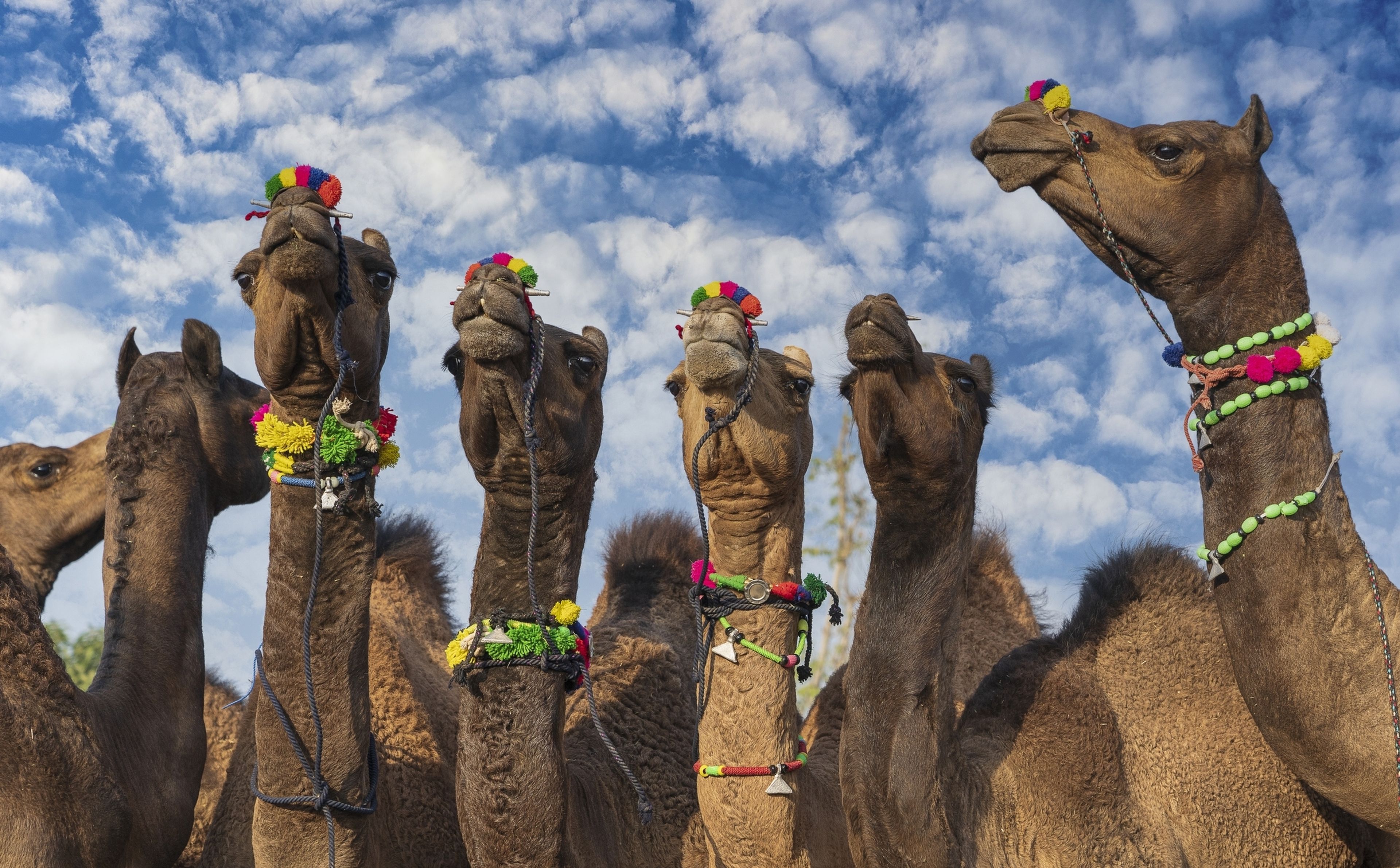 Docenas de camellos expulsados de un concurso de belleza en Arabia Saudí, porque sus dueños habían usado botox para embellecerlos