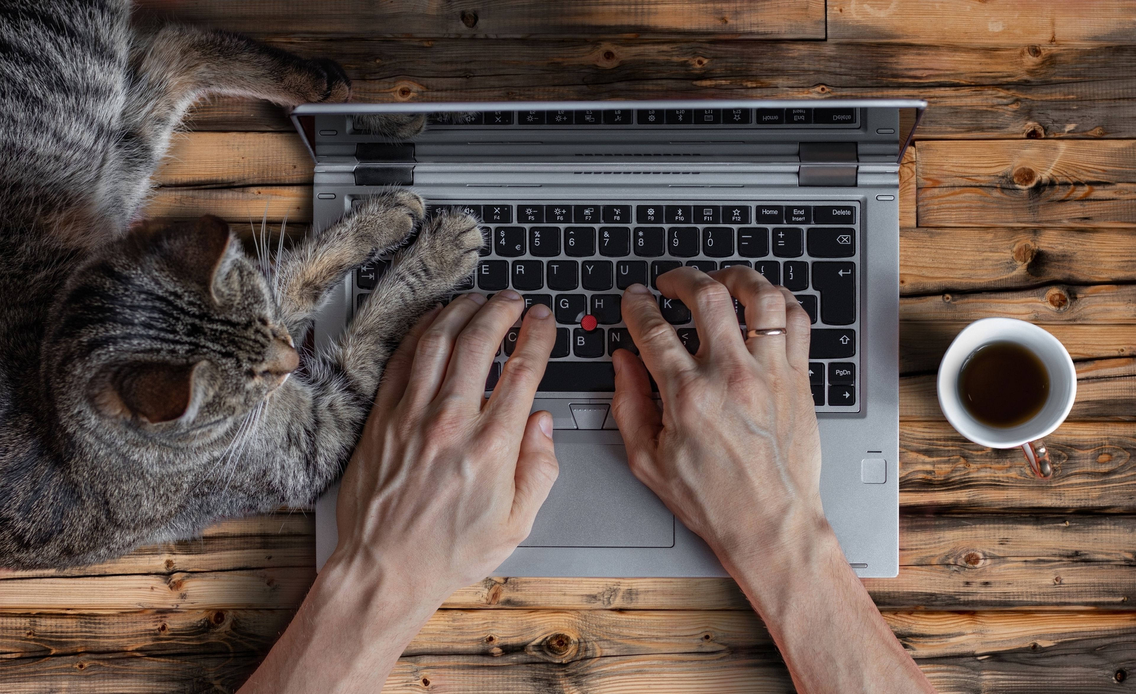 ¿Tu gato se sienta en el teclado mientras teletrabajas? Este genial truco viral explica cómo evitarlo