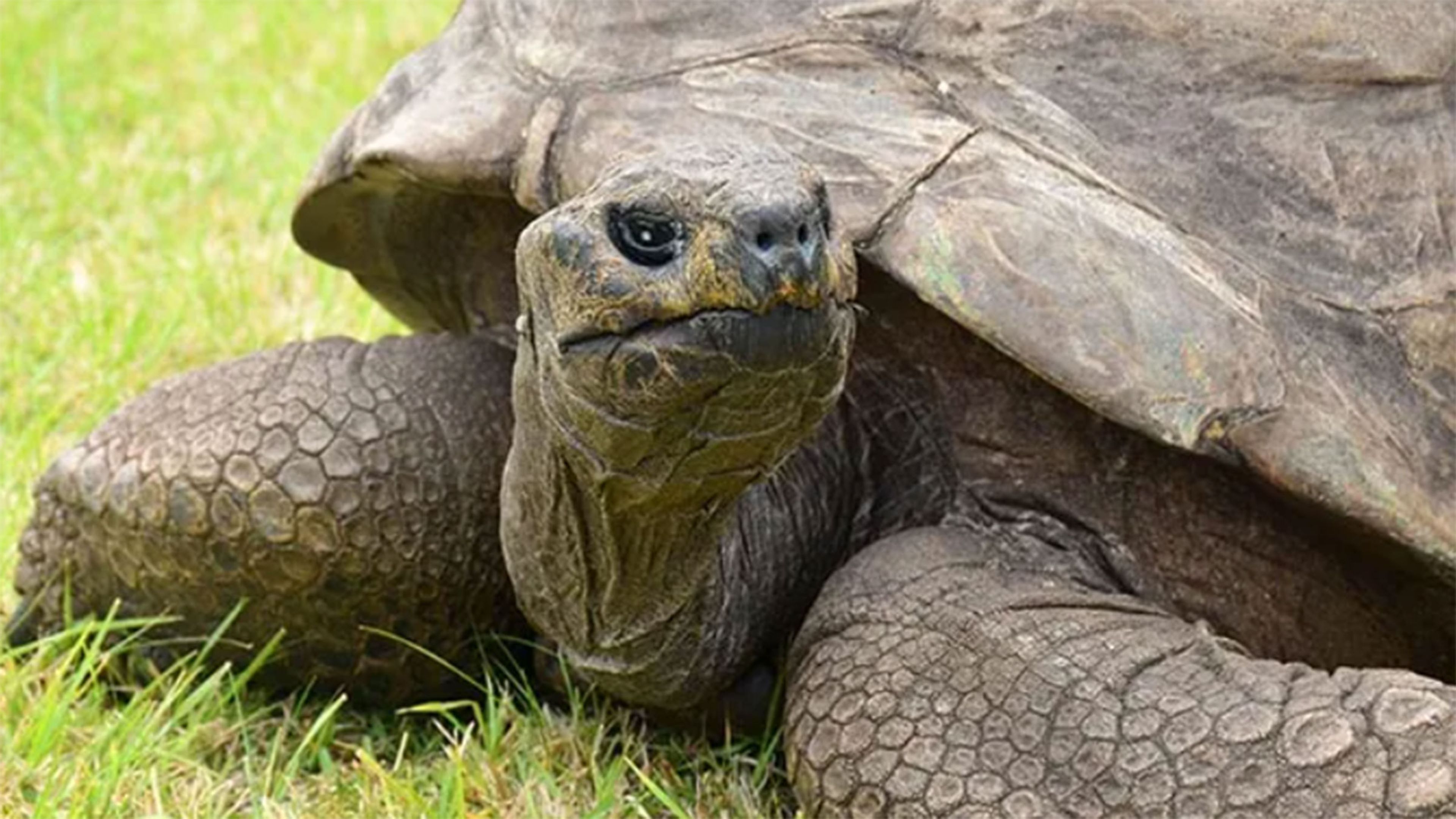 Esta tortuga celebra su 190 cumpleaños y es el animal terrestre más viejo de nuestro planeta