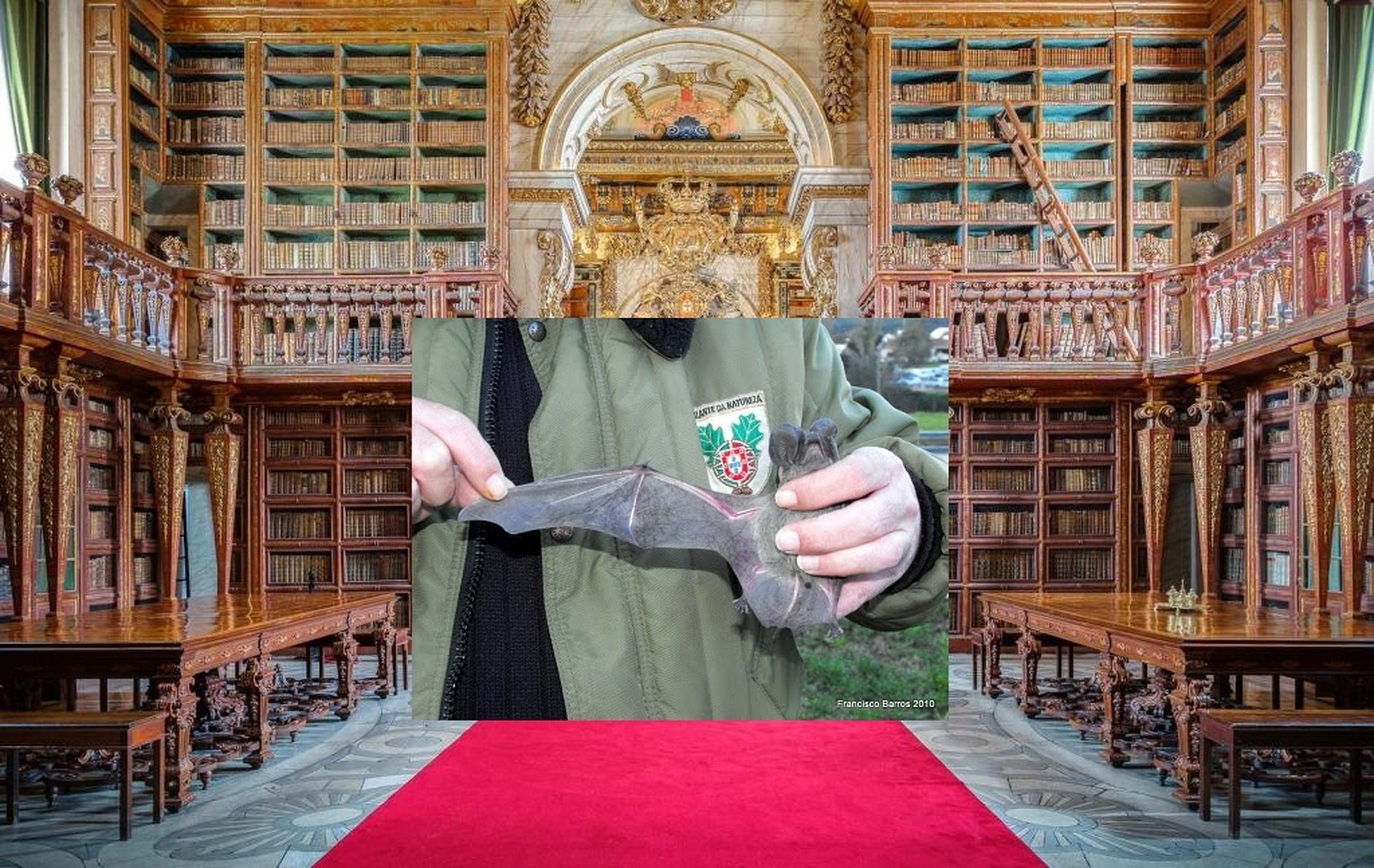 Esta universidad portuguesa utiliza murciélagos para proteger los libros de su antigua biblioteca