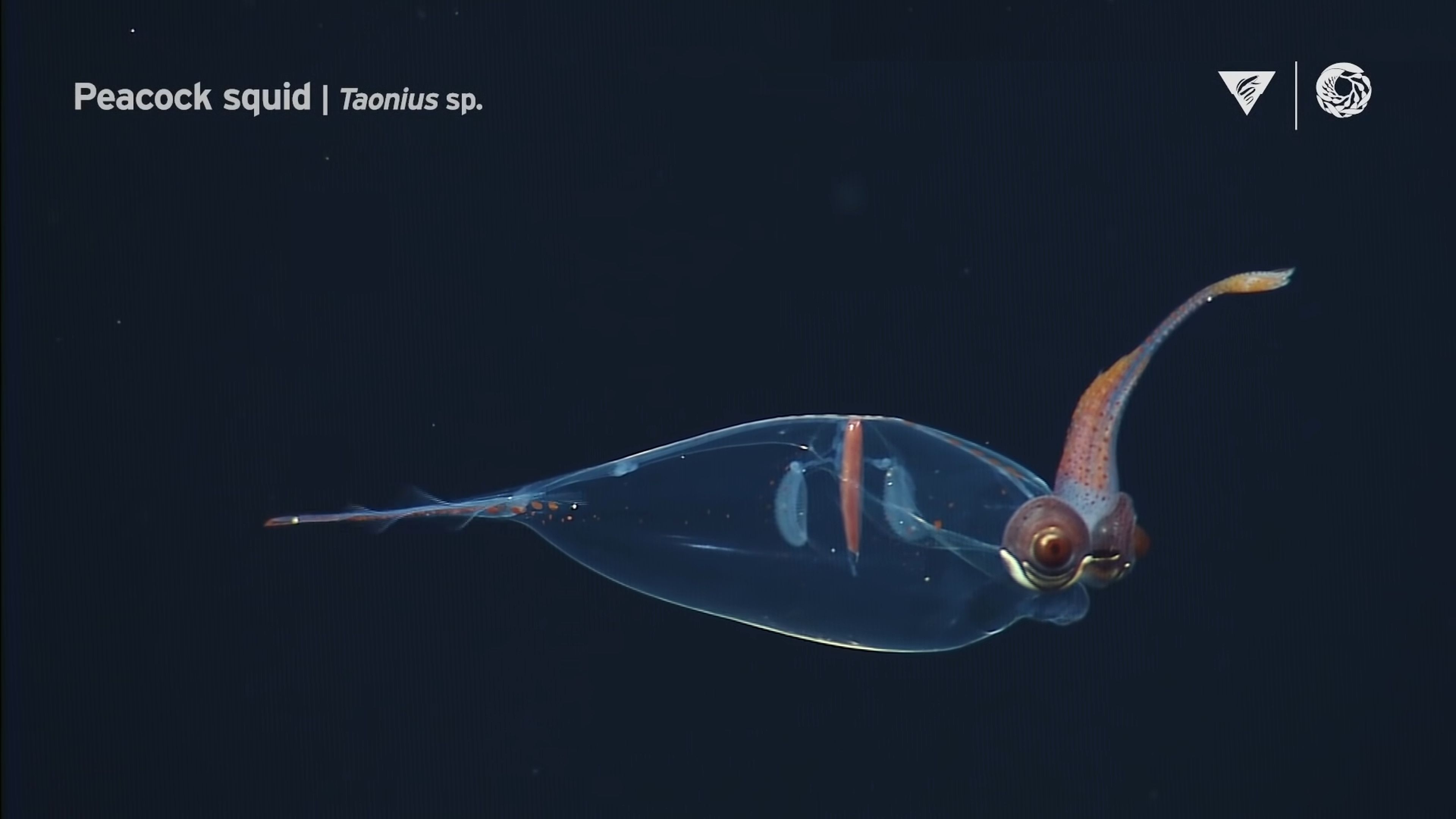 El fondo del mar es alienígena: un increíble vídeo nos descubre mas de 60 animales abisales, algunos nunca vistos antes