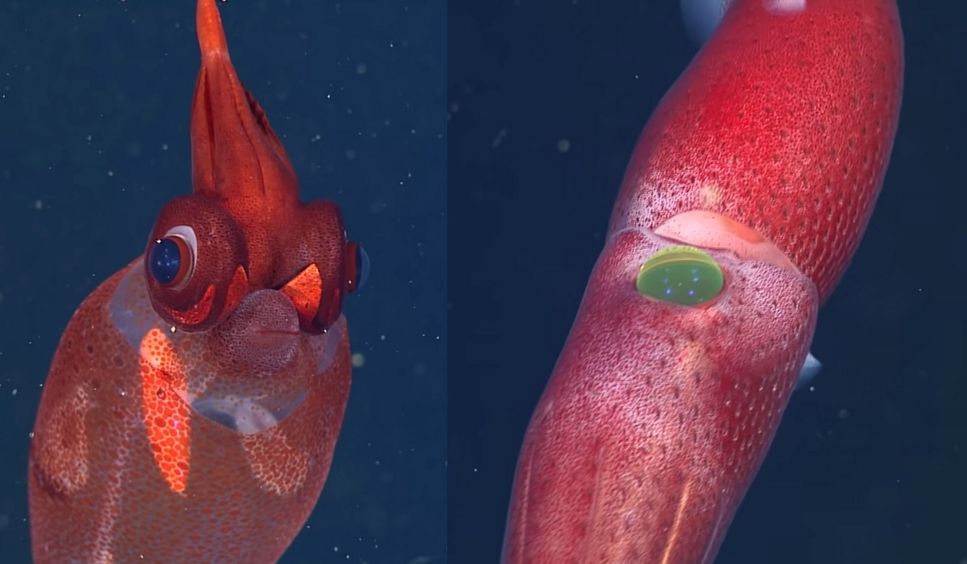 El fondo del mar es alienígena: un vídeo nos descubre mas de 60 animales  abisales, algunos nunca vistos antes | Computer Hoy