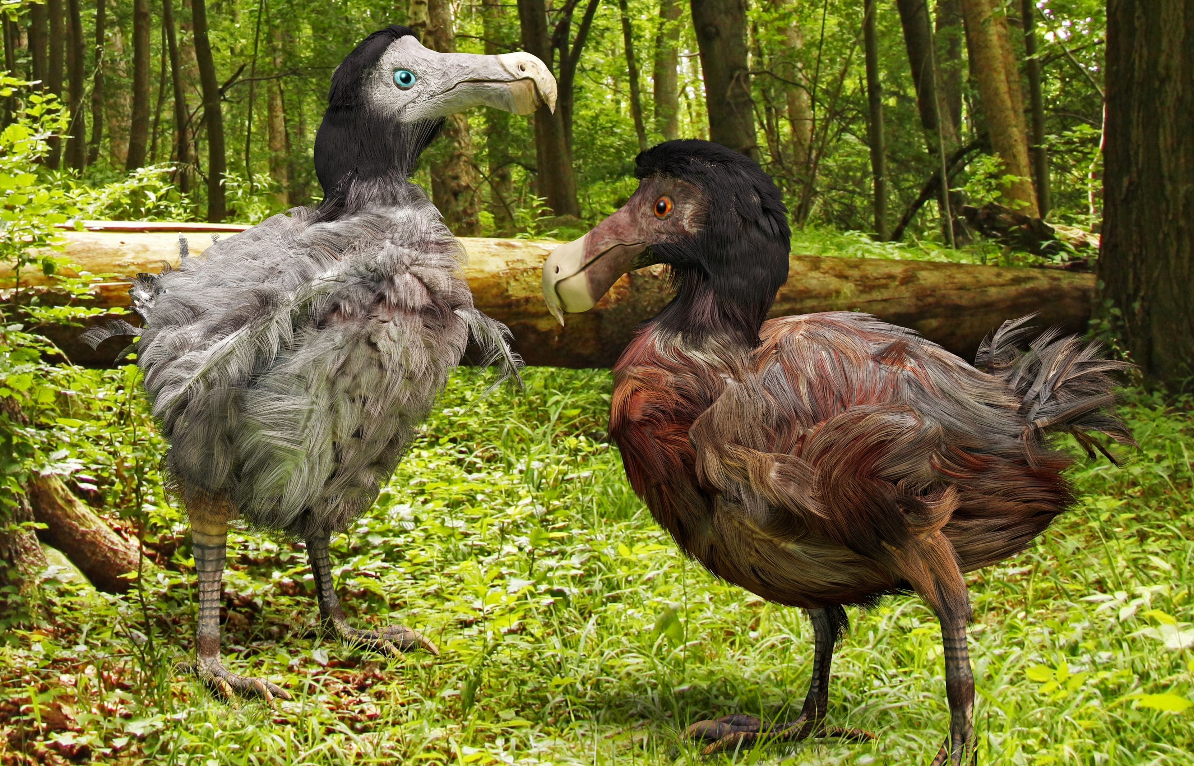 Científicos consiguen completar el genoma del mítico dodo, y se plantean resucitarlo
