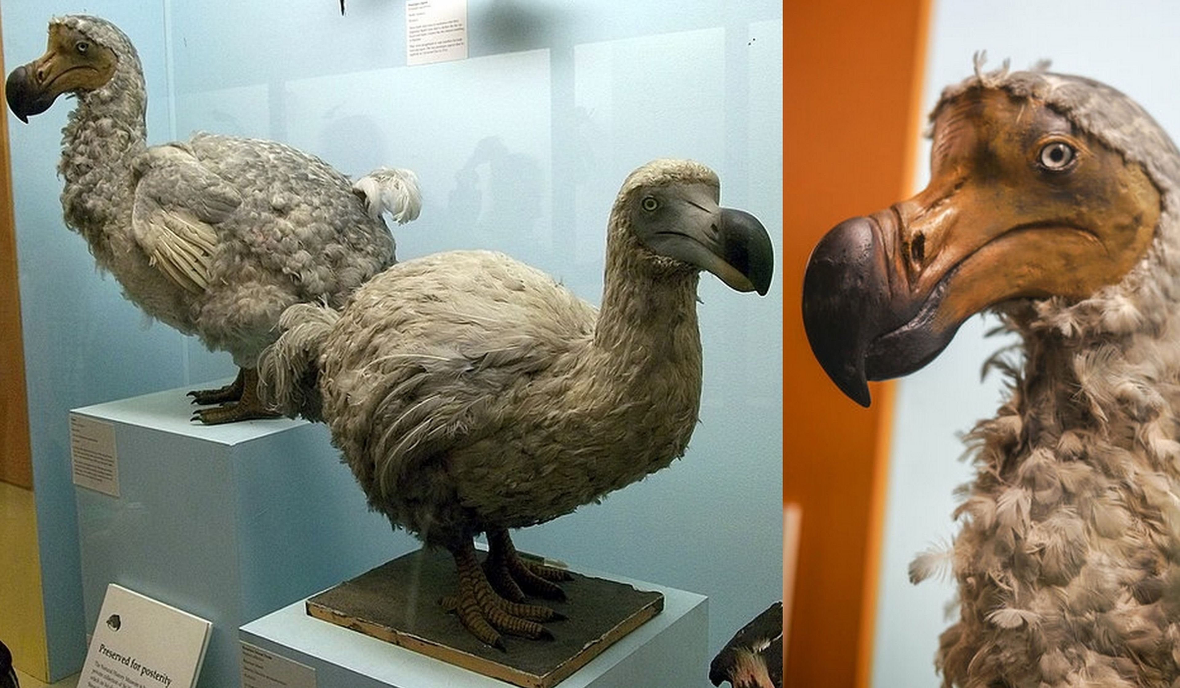 Científicos consiguen completar el genoma del mítico dodo, y se plantean resucitarlo
