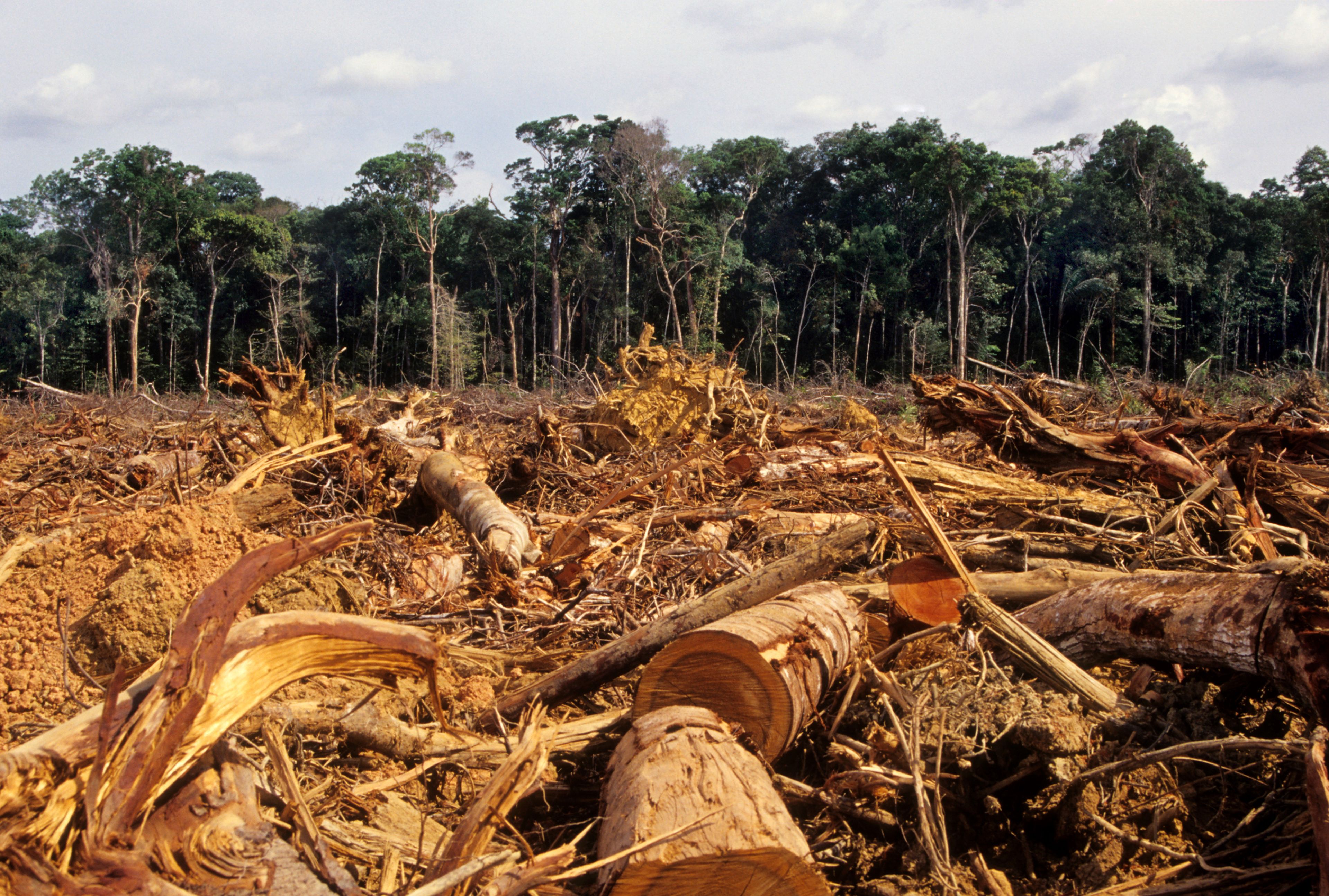 Deforestación de madera para la creación de productos