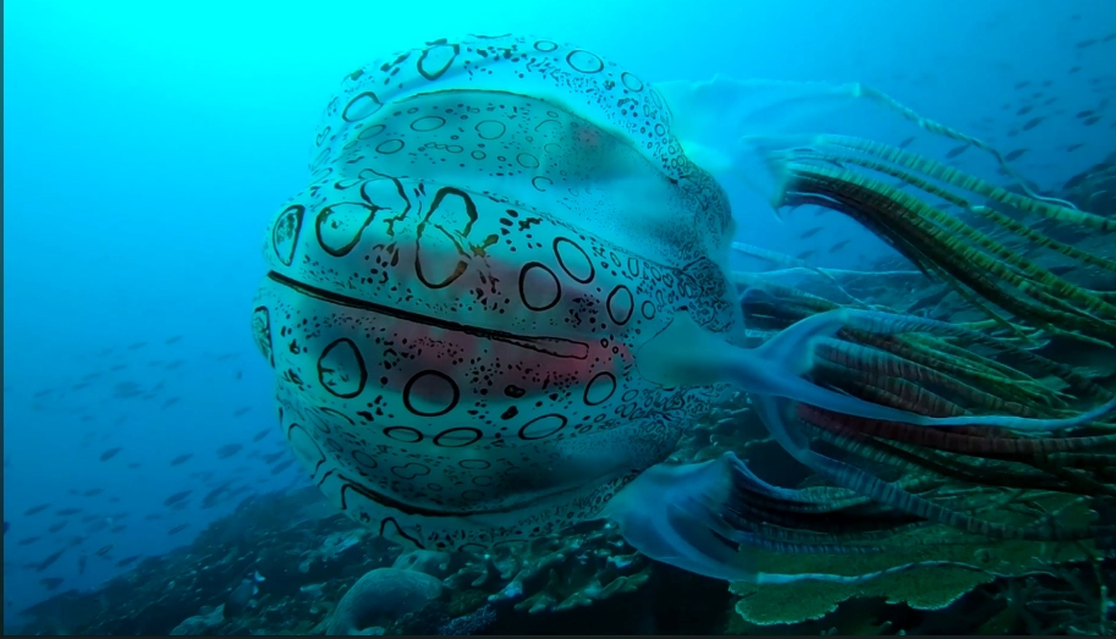 Descubren una increíble medusa "tatuada", que solo se había visto una vez