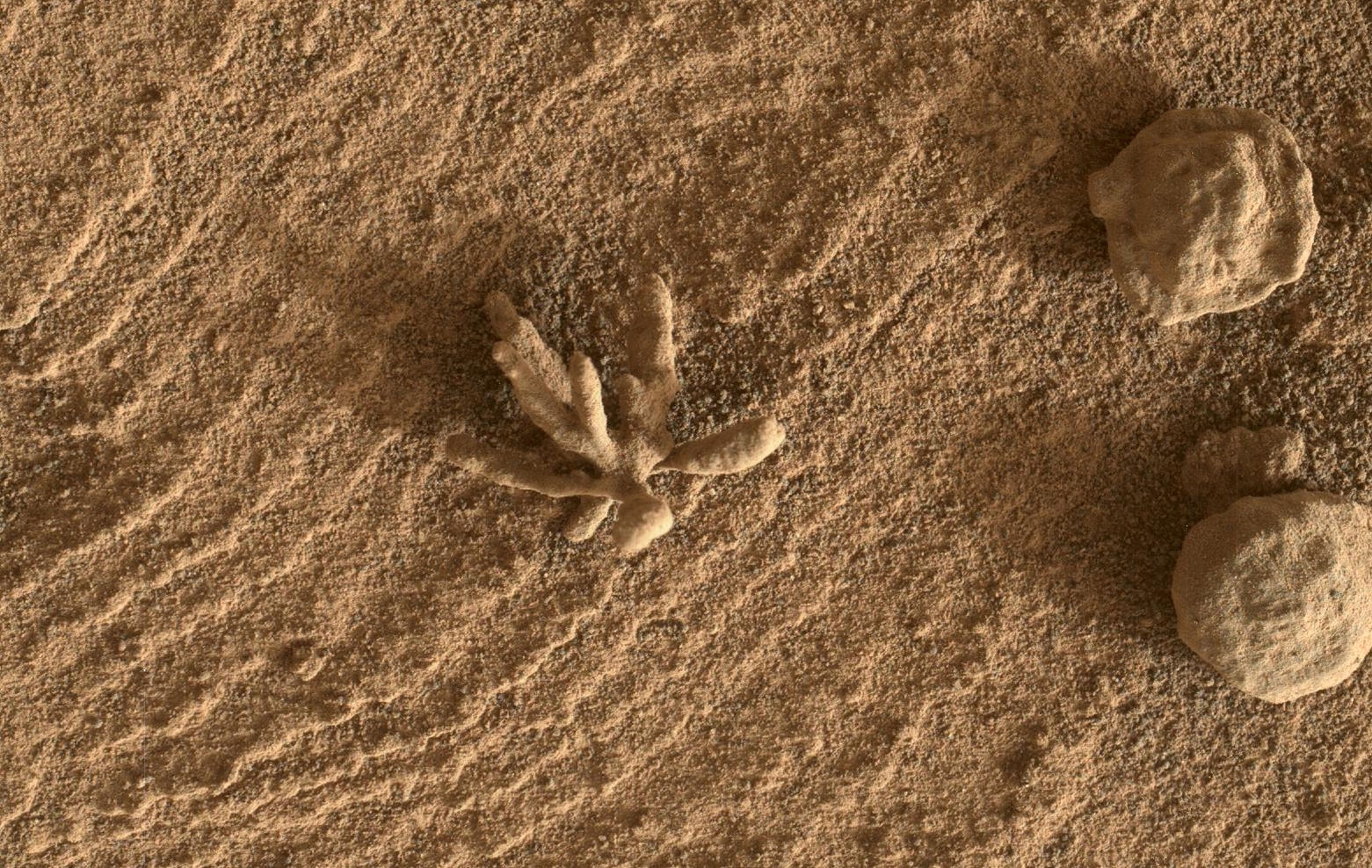 La "flor" encontrada en Marte es una bonita metáfora de la búsqueda incansable del ser humano