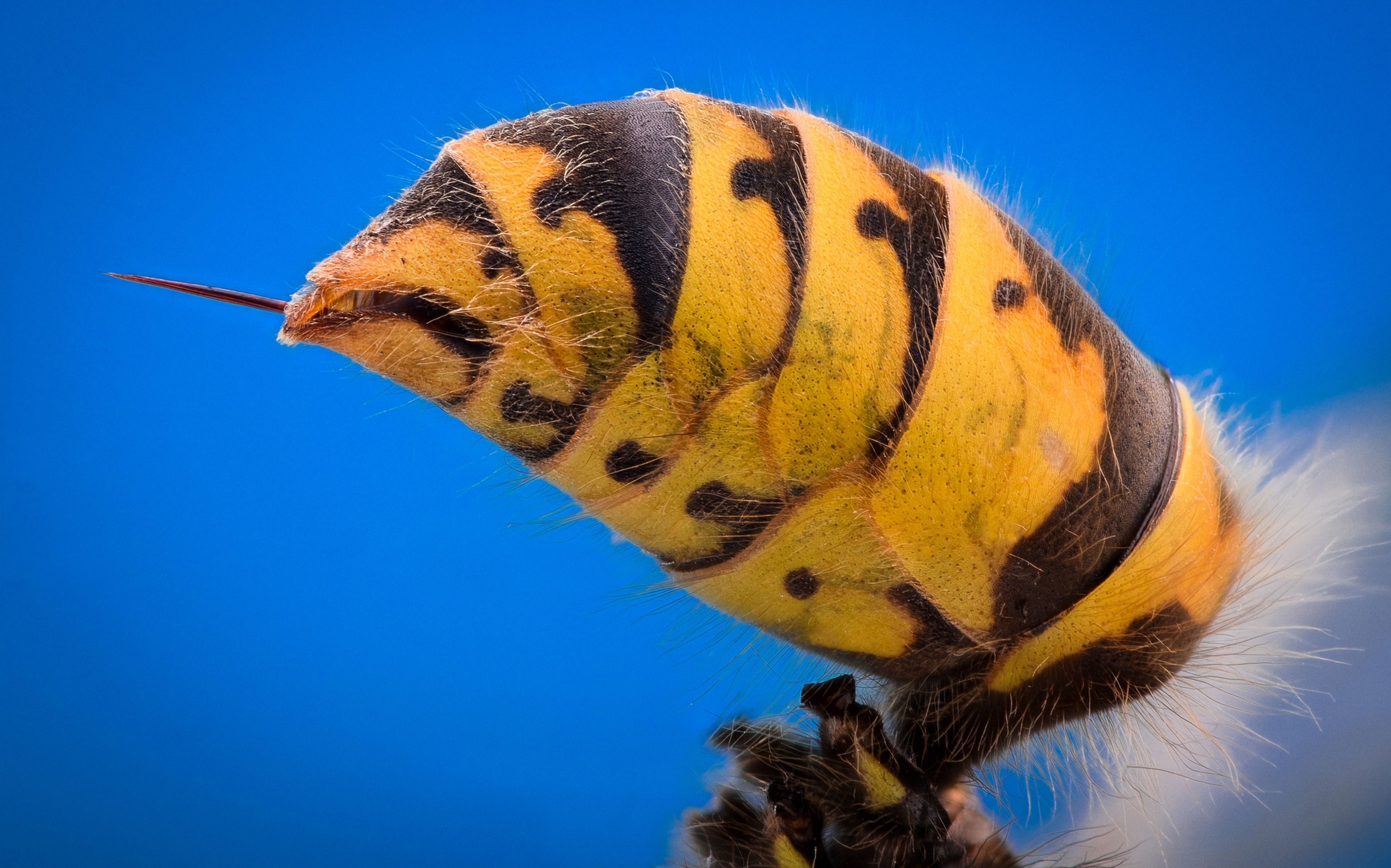Qué hacer si te pica una abeja, una avista o un avispón