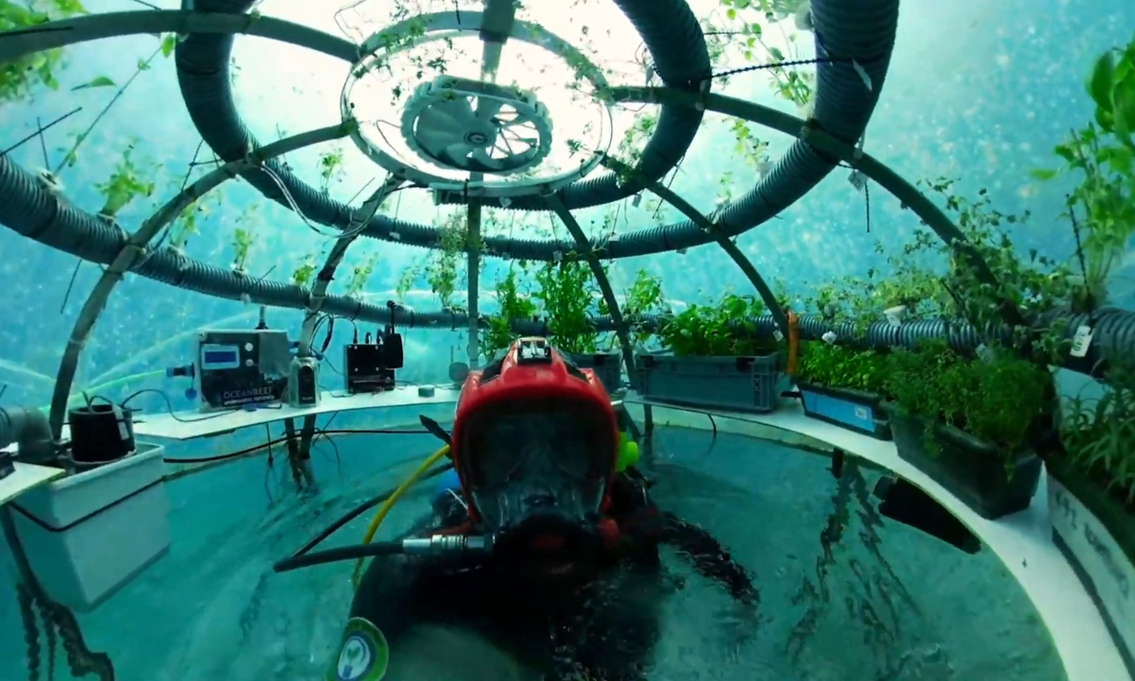 El Jardín de Nemo, la huerta submarina de verduras (vídeo)