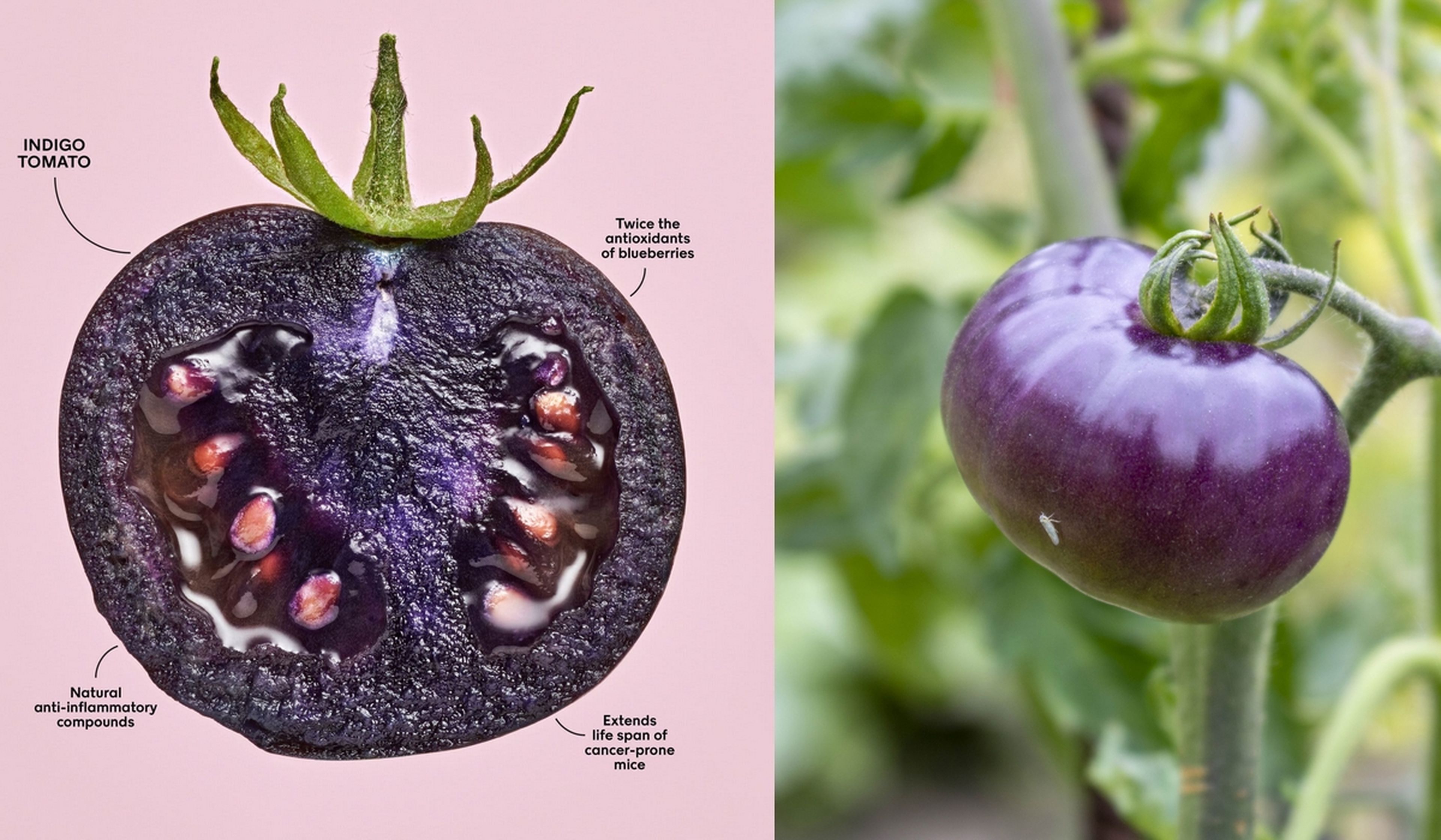 Llega a los supermercados el tomate púrpura, modificado genéticamente, que quiere ser el próximo superalimento