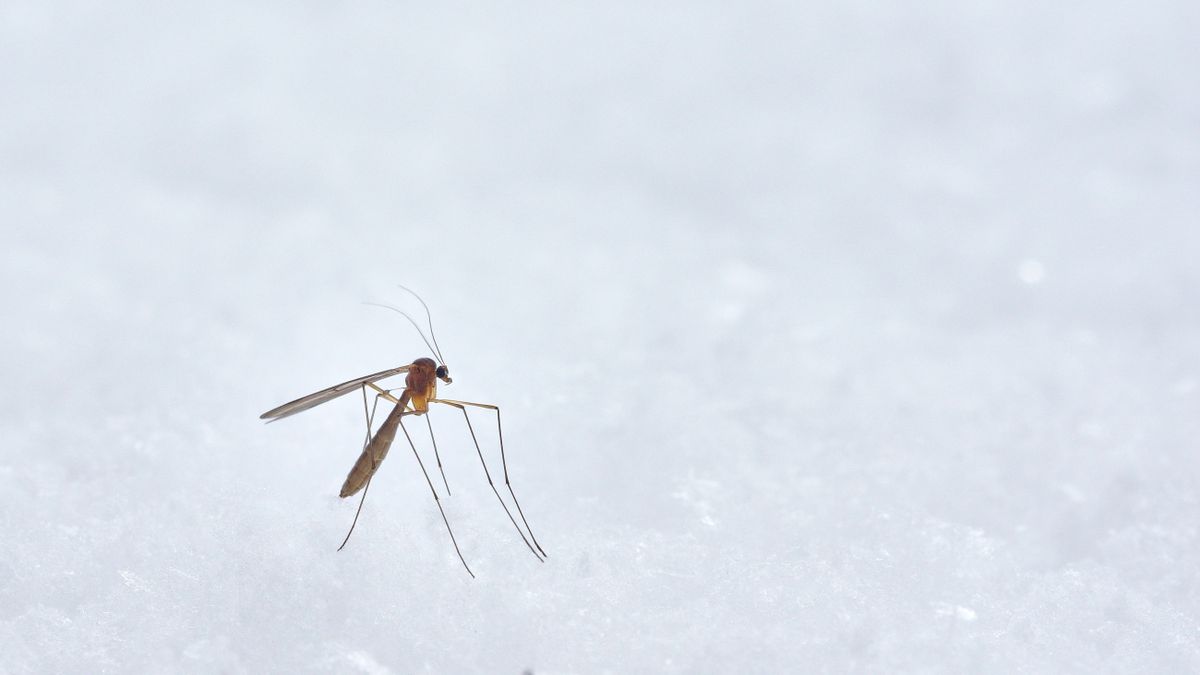 Esta mosquitera magnética y sin taladros (y rebajada) te ayudará a dormir  del tirón sin picaduras de mosquitos