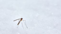 Mosquito en nieve
