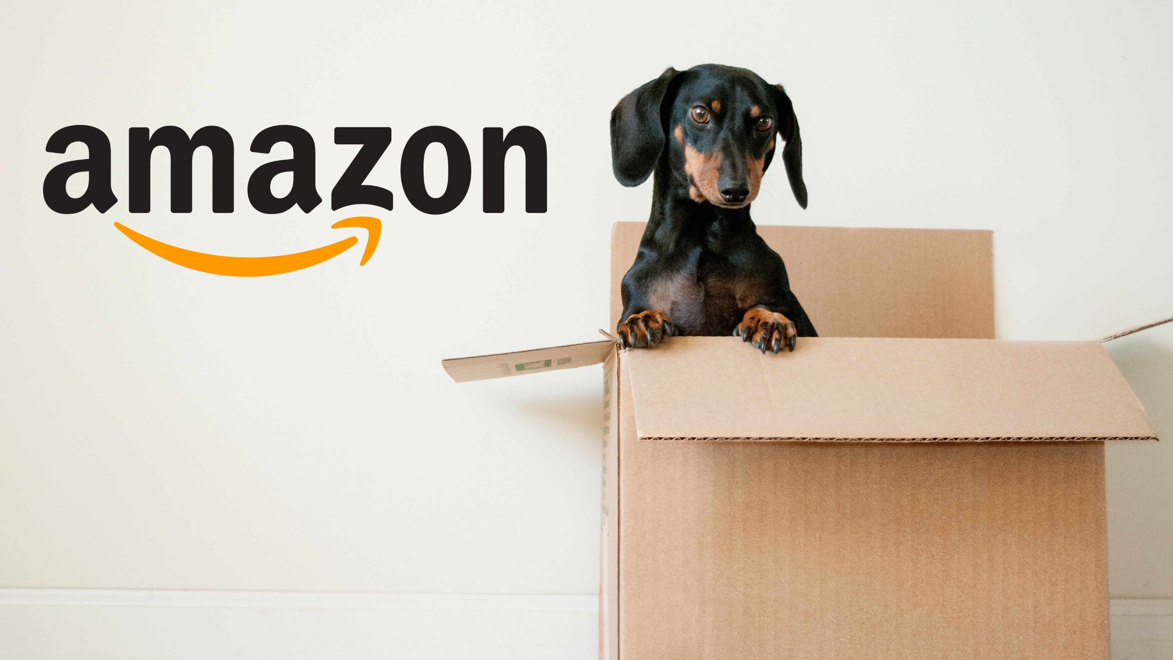Perro metido en una caja con logo de Amazon