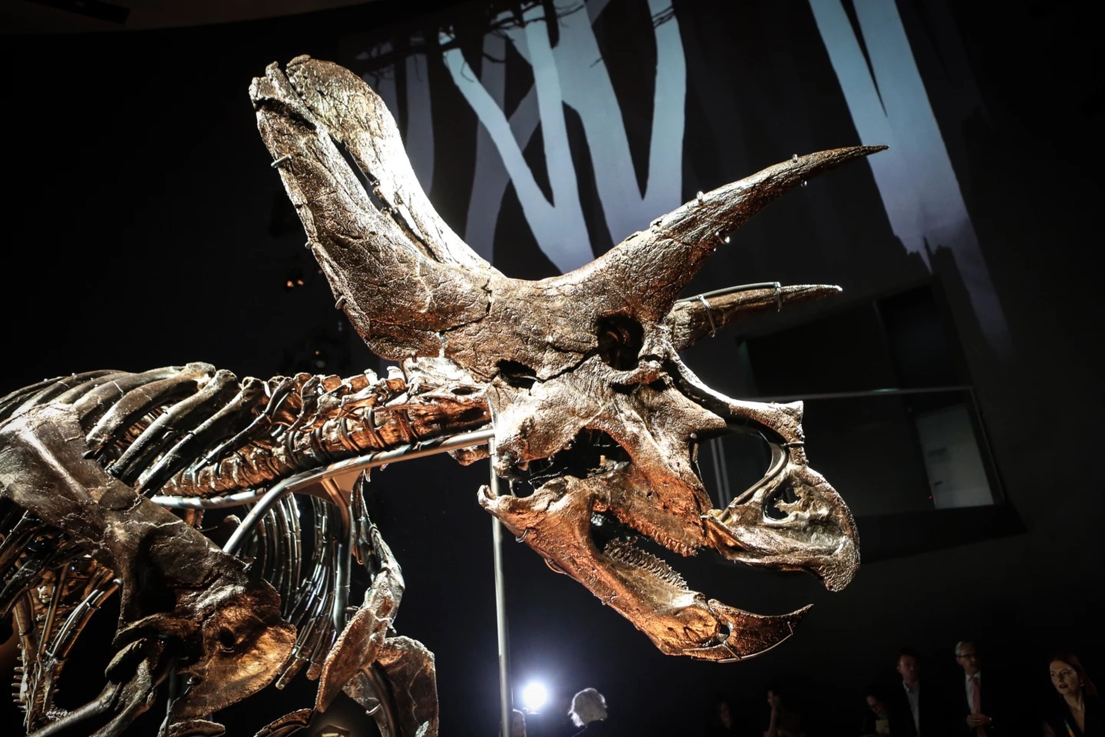 Se presenta Horridus, el triceratops más completo y mejor conservado que existe