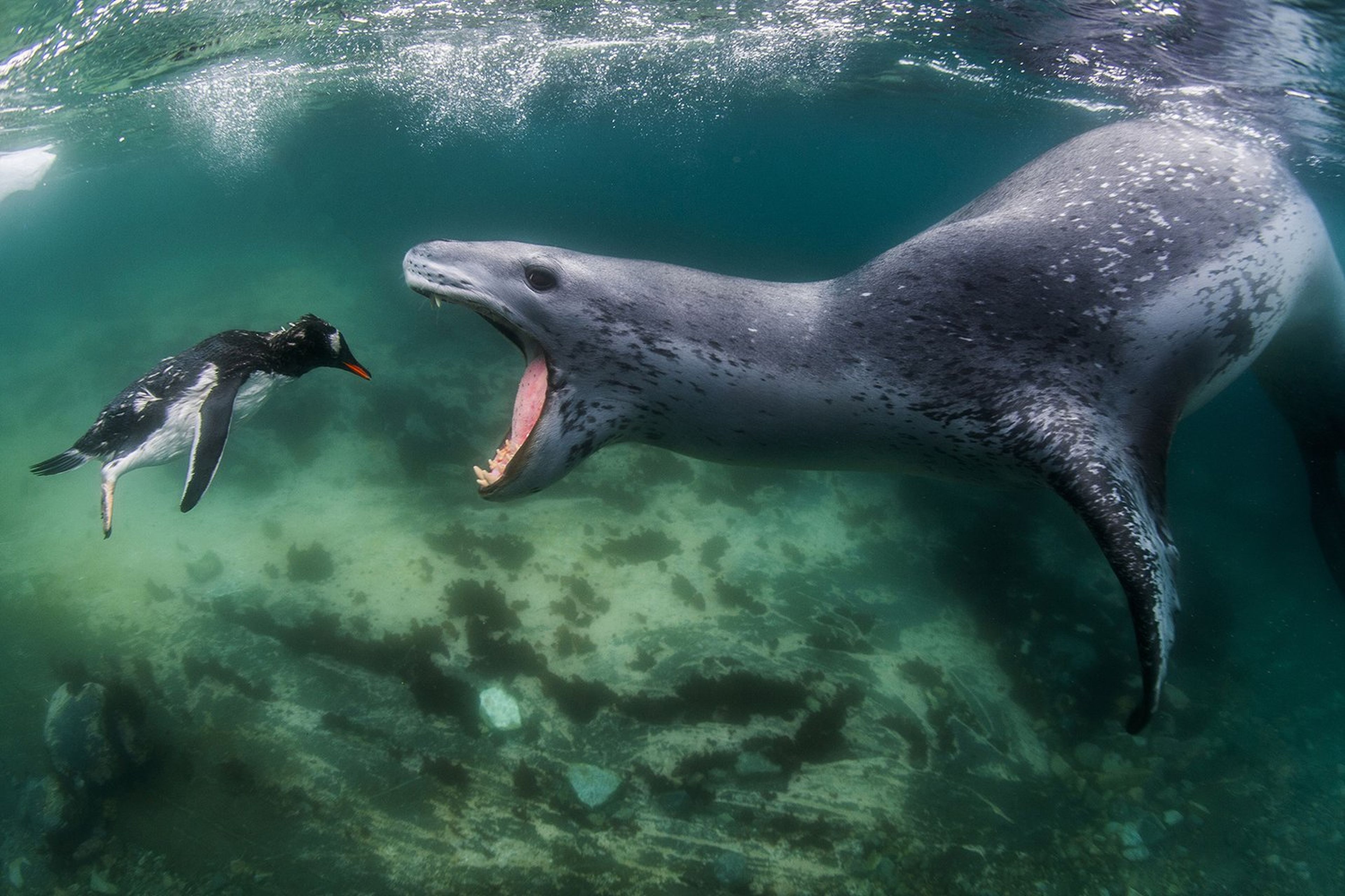 World Nature Photography Awards